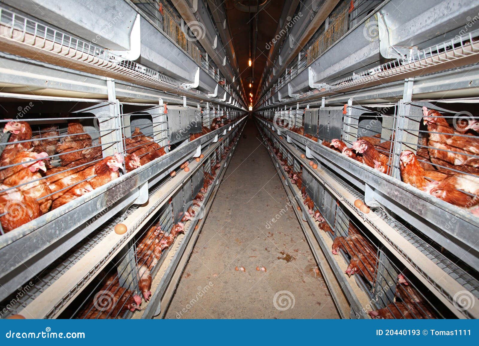 Chicken farm stock image. Image of chicken, manufacture 20440193