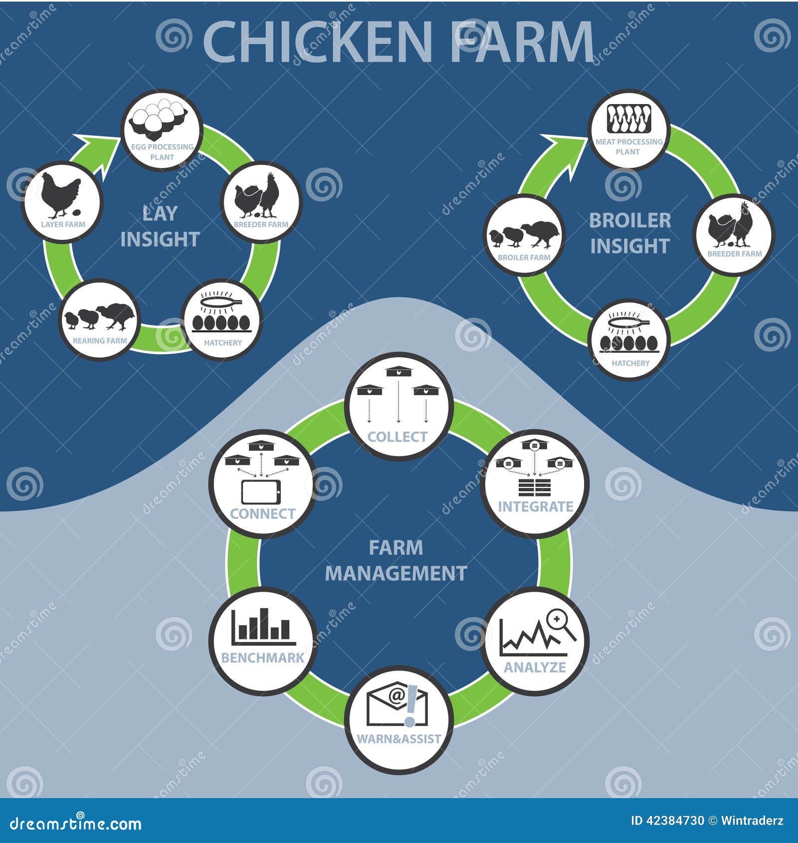 Chicken Farm Infographic Vector Illustration Biology Diagrams