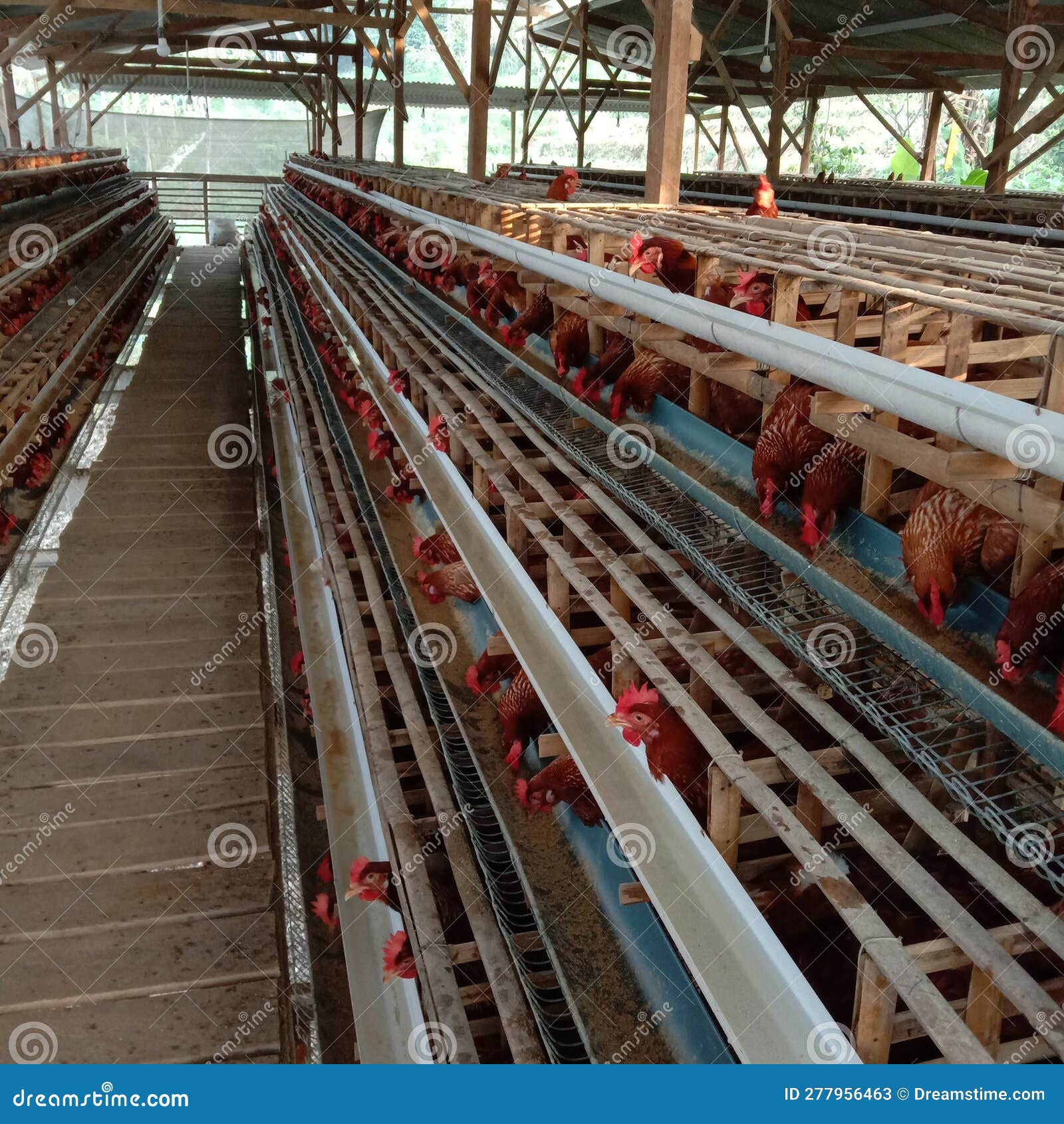 chicken farm with tradisional sistem