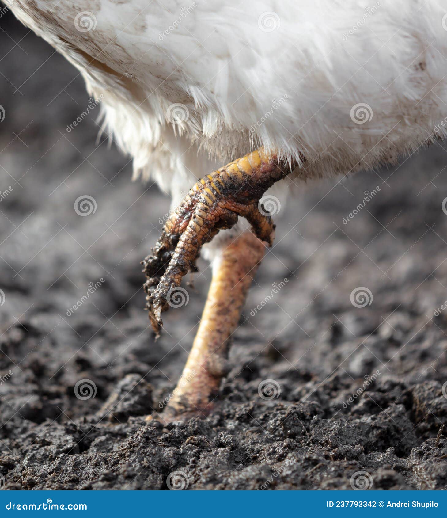 Chicken feet in black mud. stock photo. Image of beak 237793342