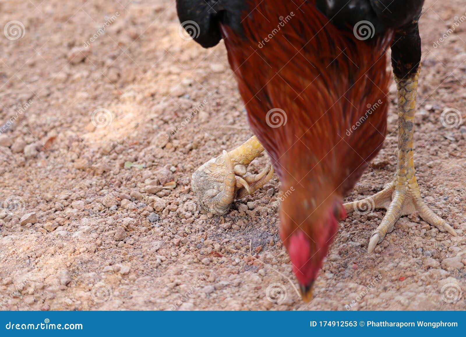 Chicken feet. stock image. Image of heredity, young - 174912563