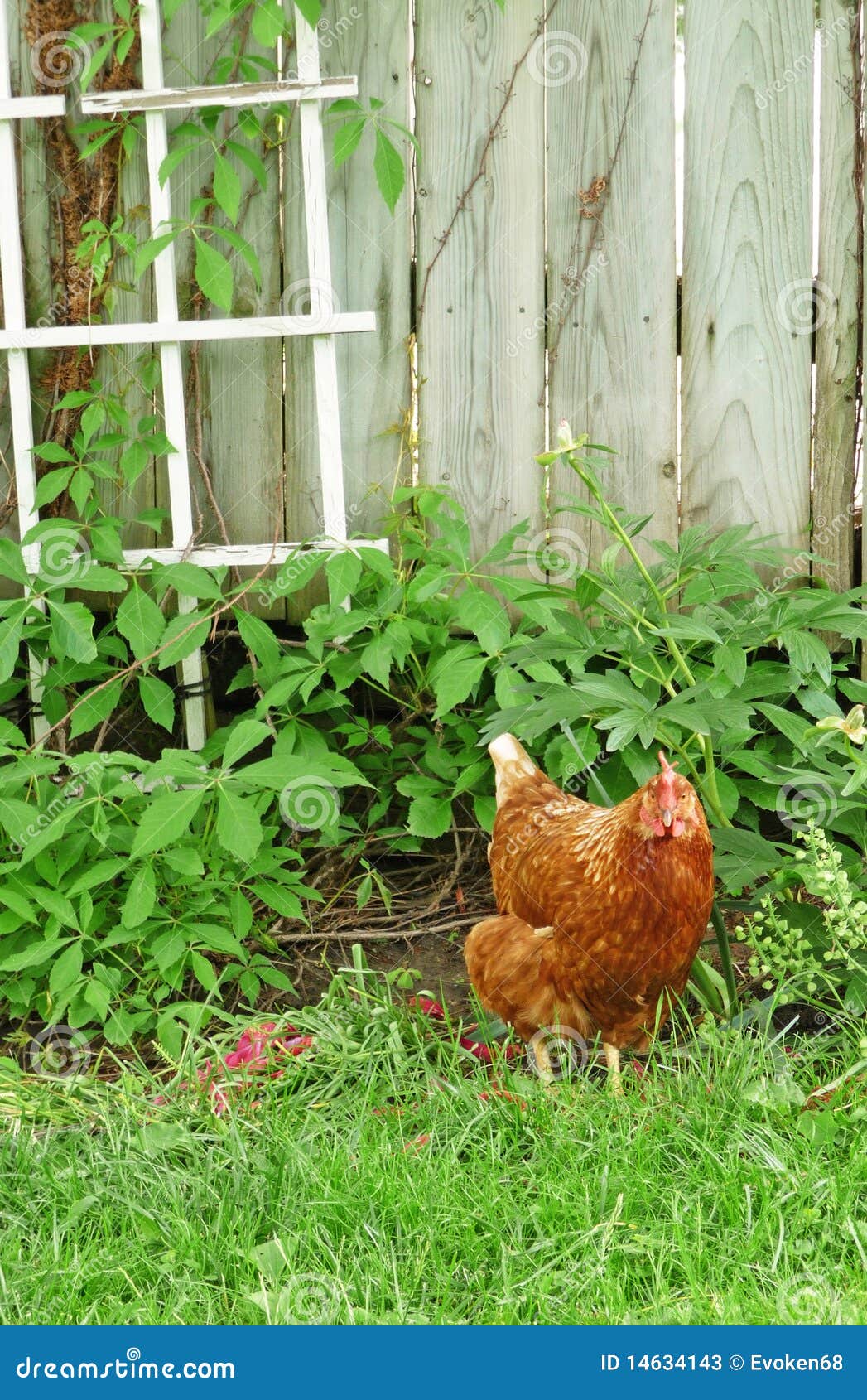 Chicken in the garden stock image. Image of lawn, gallus 14634143