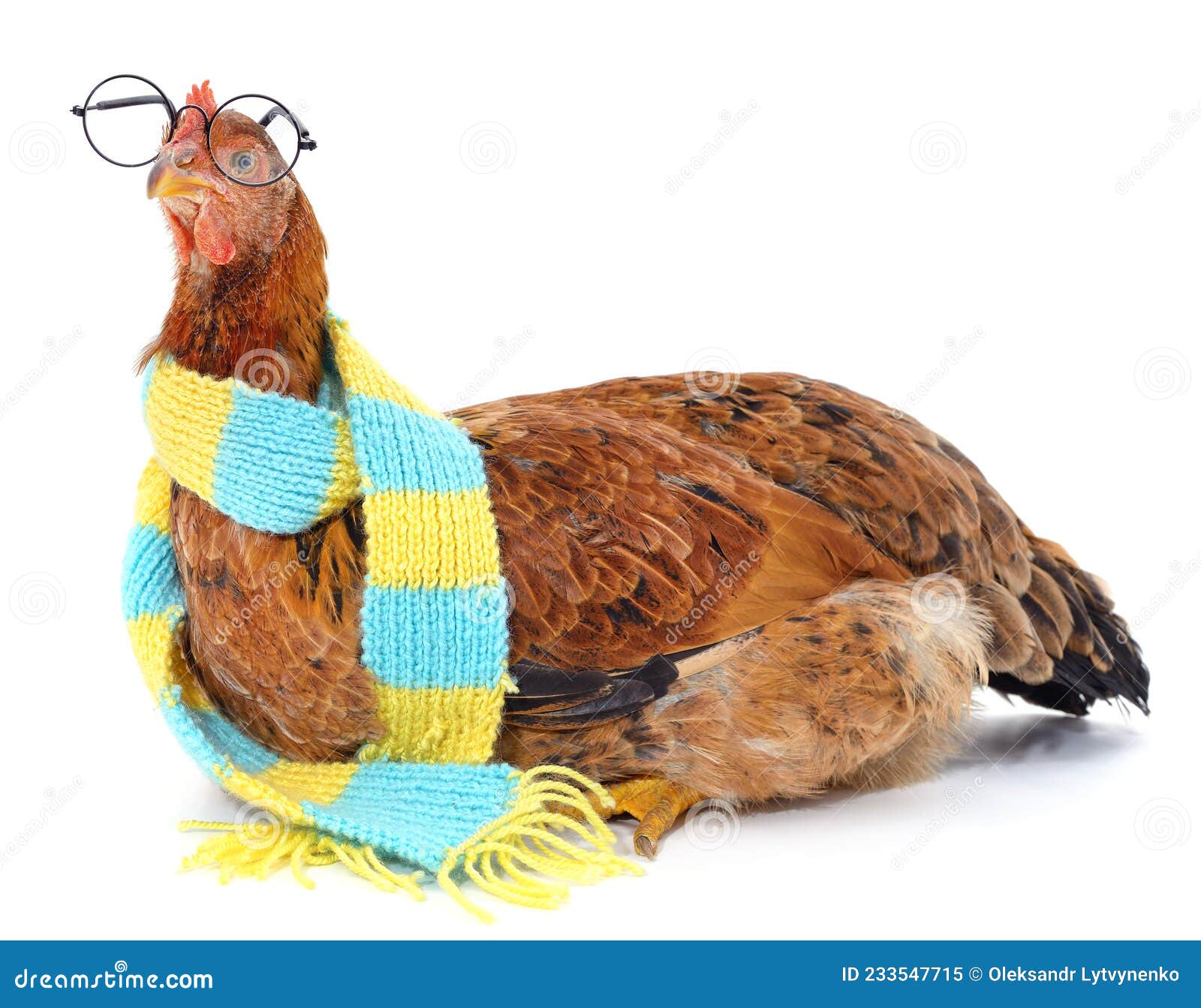 Chicken with Glasses and Scarf Stock Image Image of isolated, chick