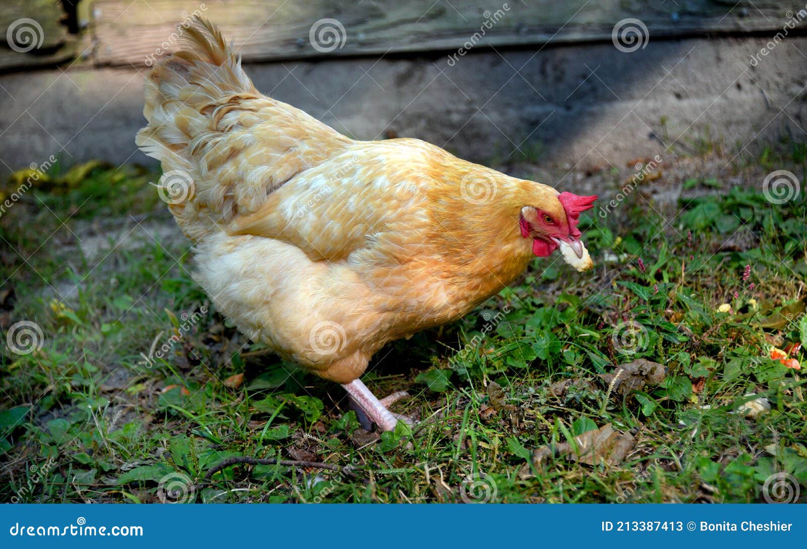 chicken gobbles up table scraps