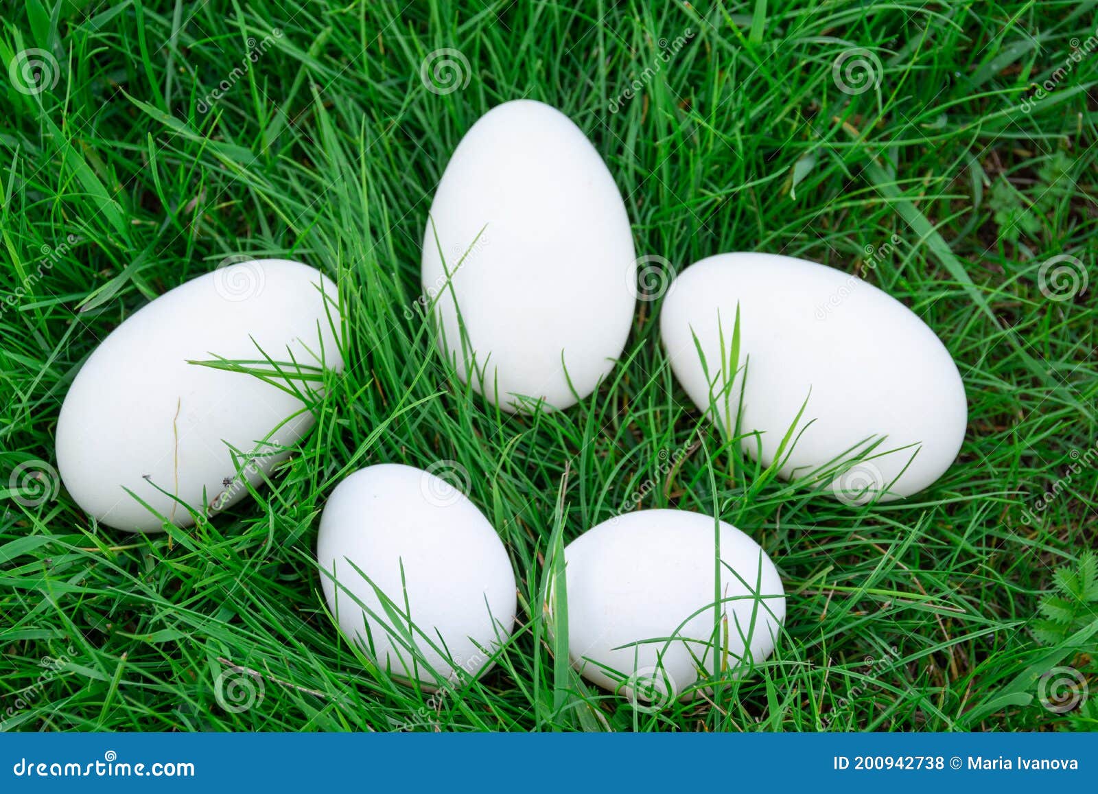Chicken and Goose Eggs Lie on the Green Grass. Stock Photo Image of