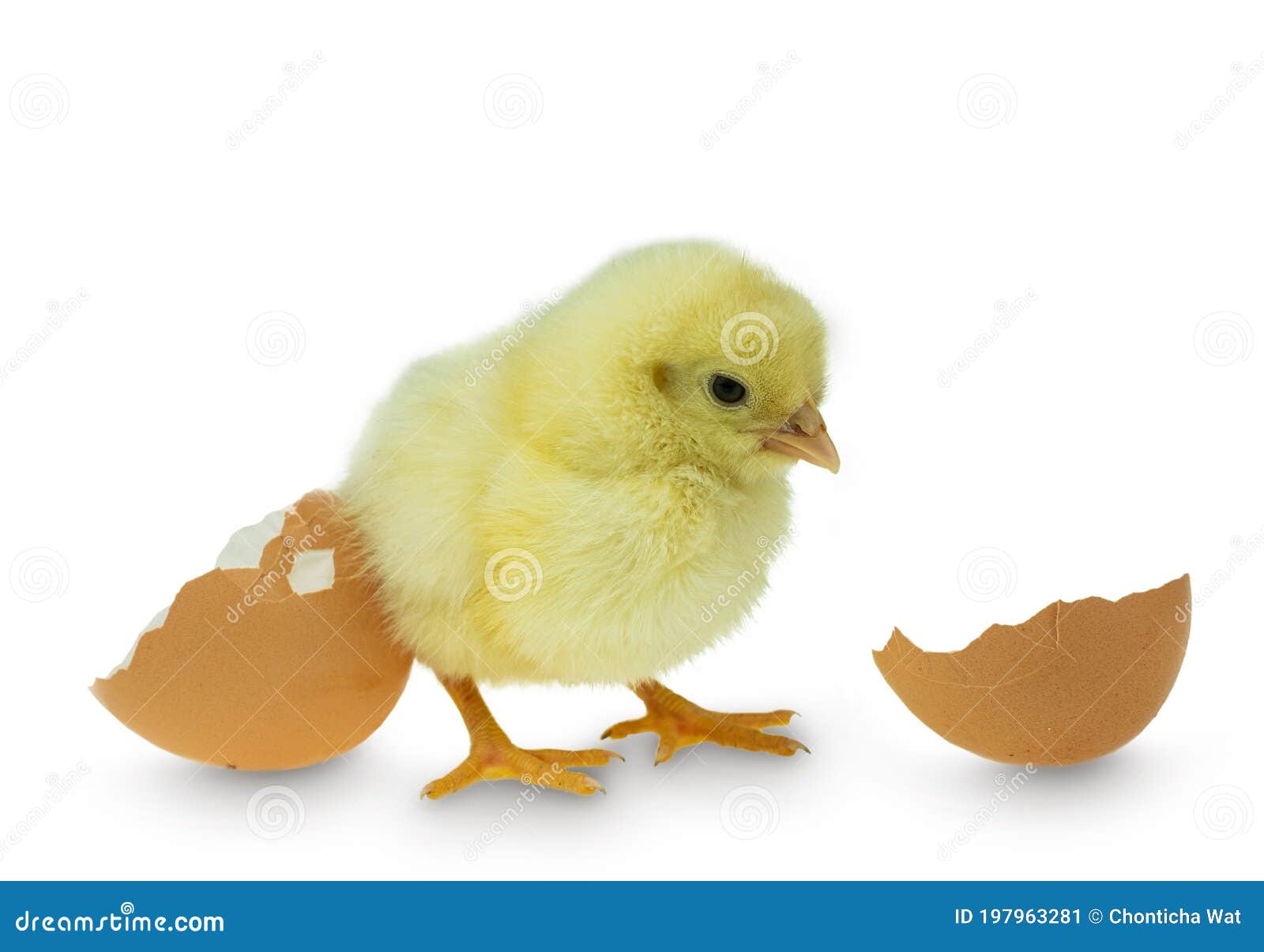 Chicken Hatching From An Egg And Eggshell Stock Image Image of