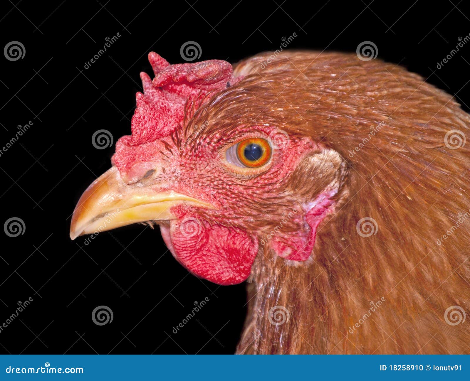 Chicken head stock photo. Image of wings, front, head 18258910
