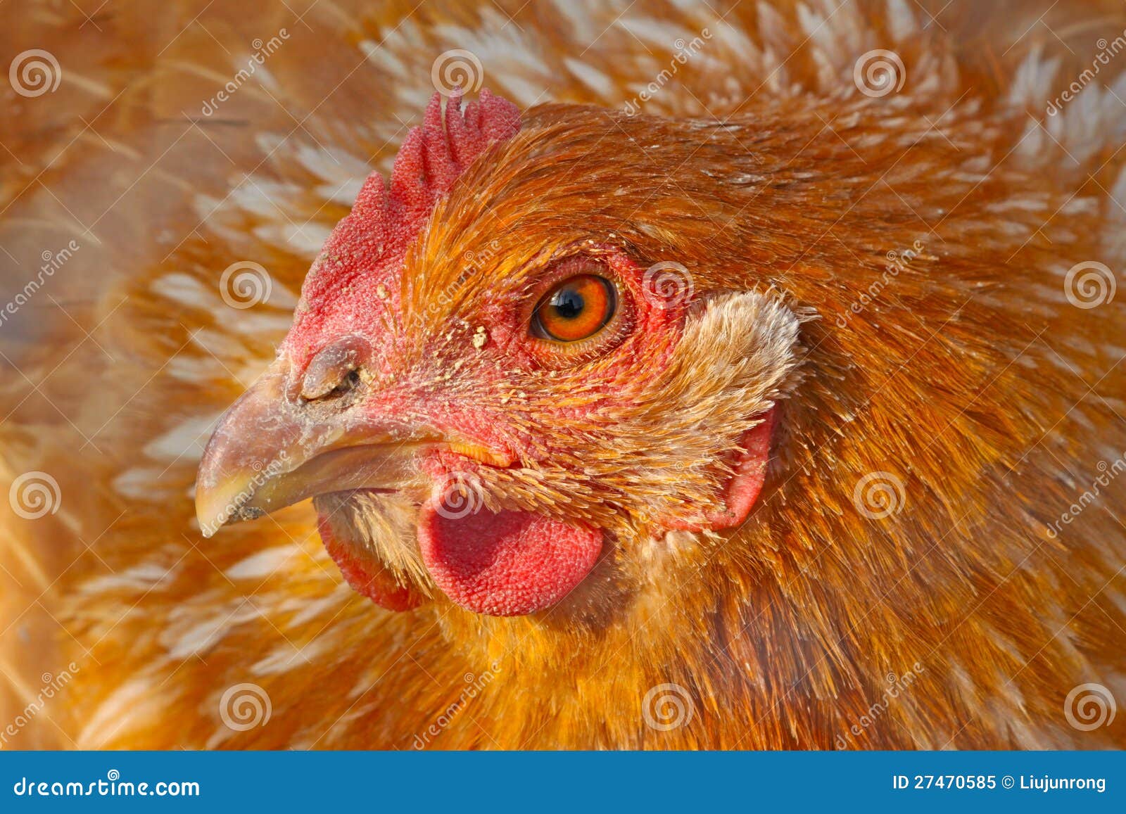 Chicken head stock image. Image of natural, vigilance 27470585