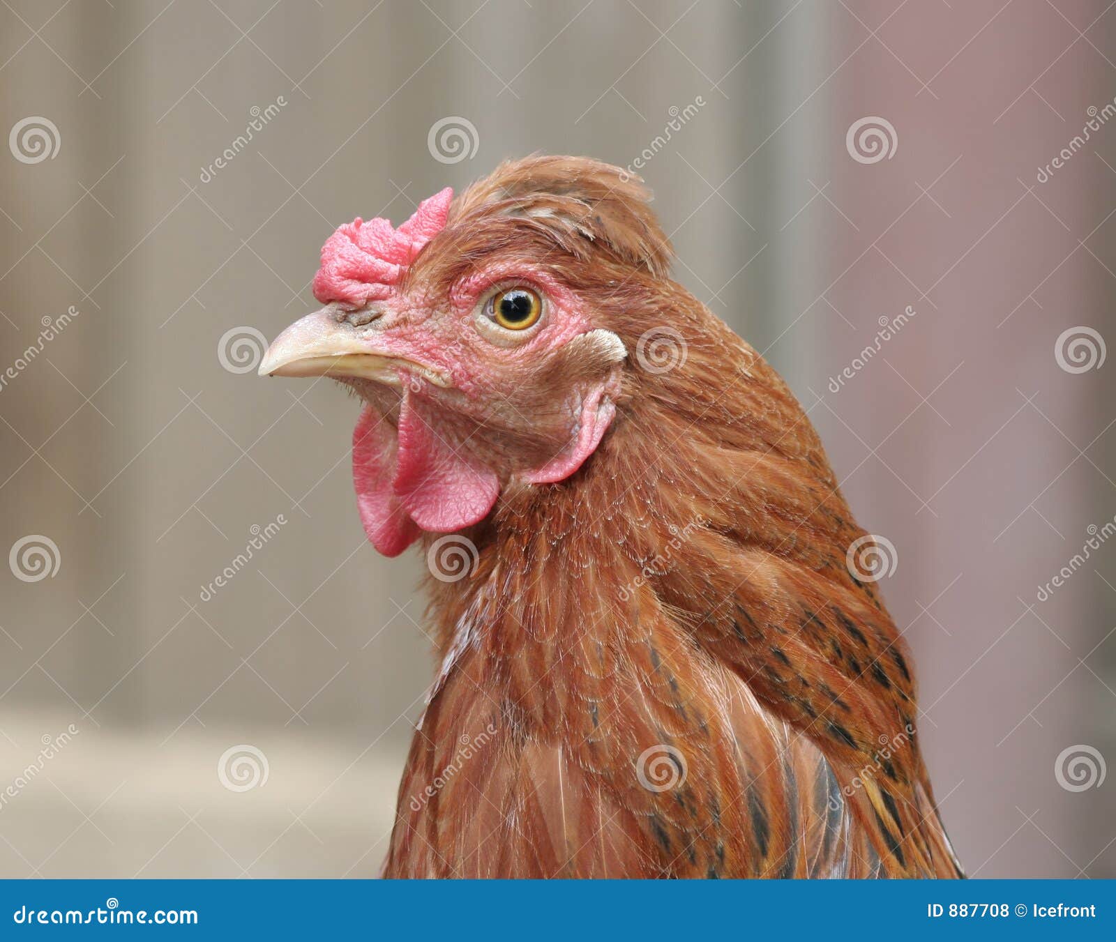 Chicken head stock photo. Image of ridge, chicken, beak 887708