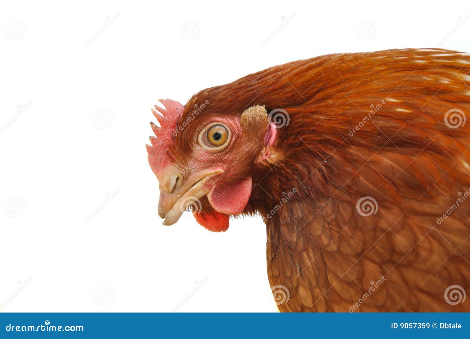 Chicken head stock image. Image of feather, animal, beautiful 9057359
