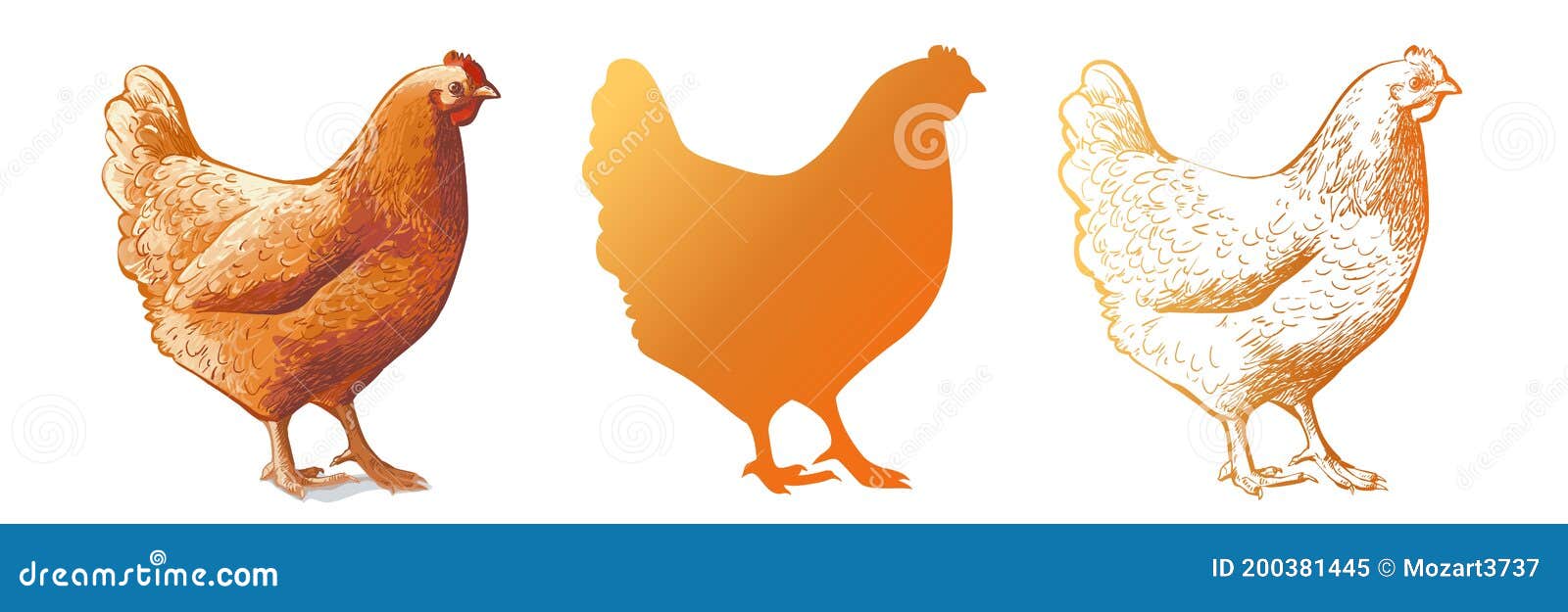 Chicken, Hen Bird. Poultry, Broiler, Farm Animal Feeding. Vintage Easter  Card. Egg Packaging Design. Realistic Sketch Stock Vector - Illustration of  poultry, crest: 200381445