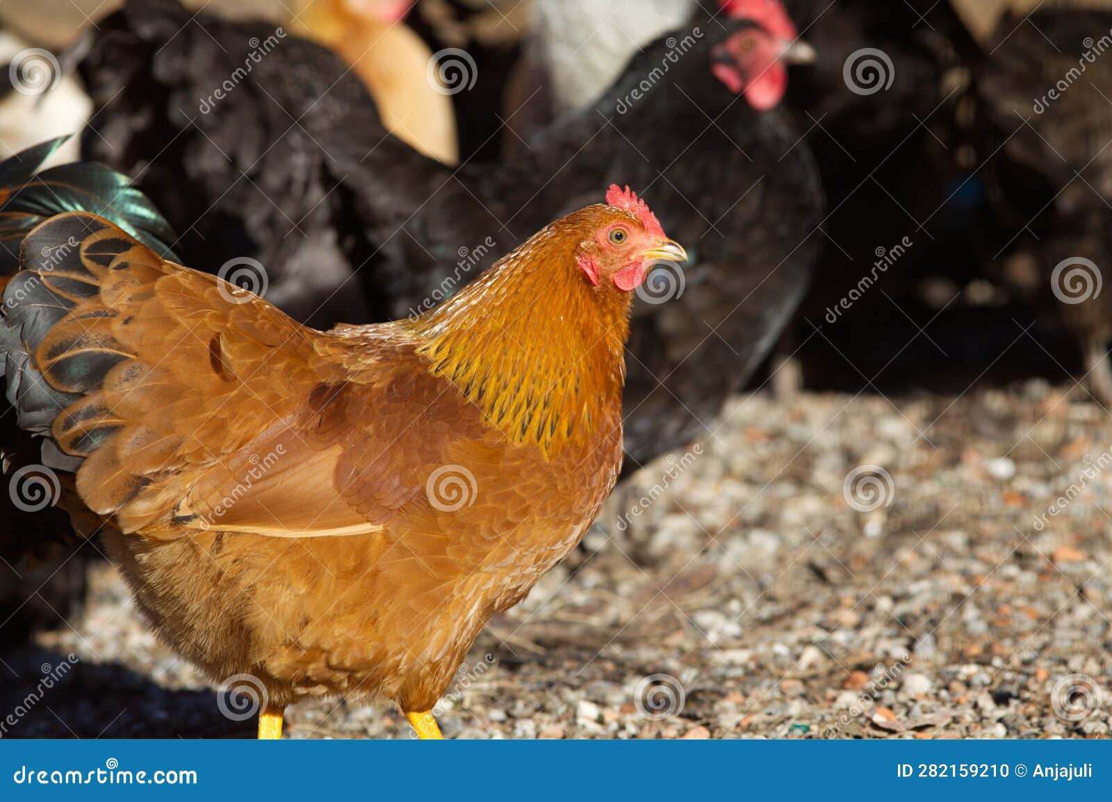 chicken hen breed 