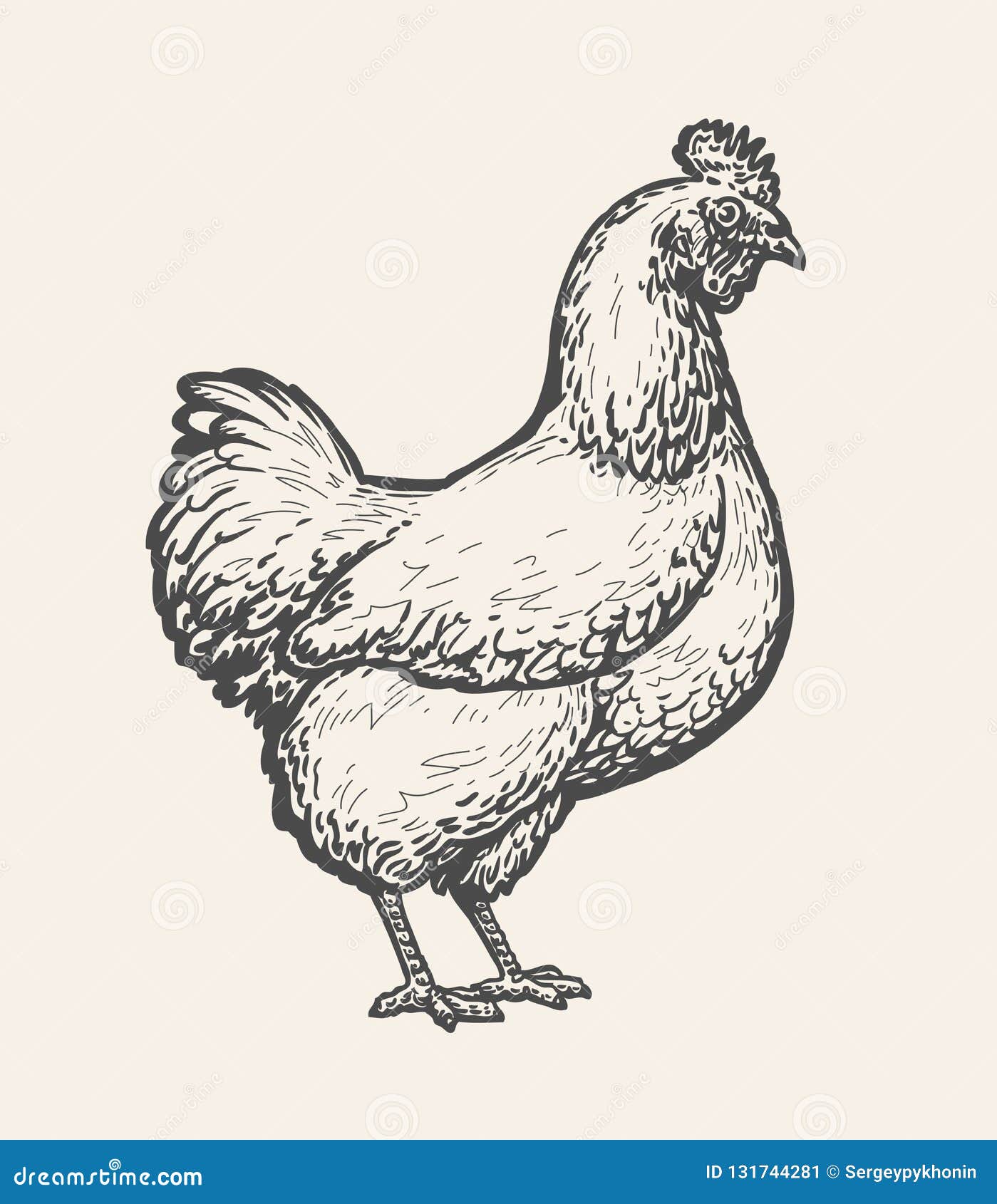 chicken, hen sketch. poultry farm, farming concept. vintage  