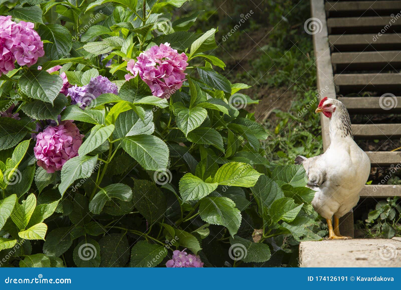 Chicken Hiding in Blooming Hydrangea Stock Image Image of outdoors