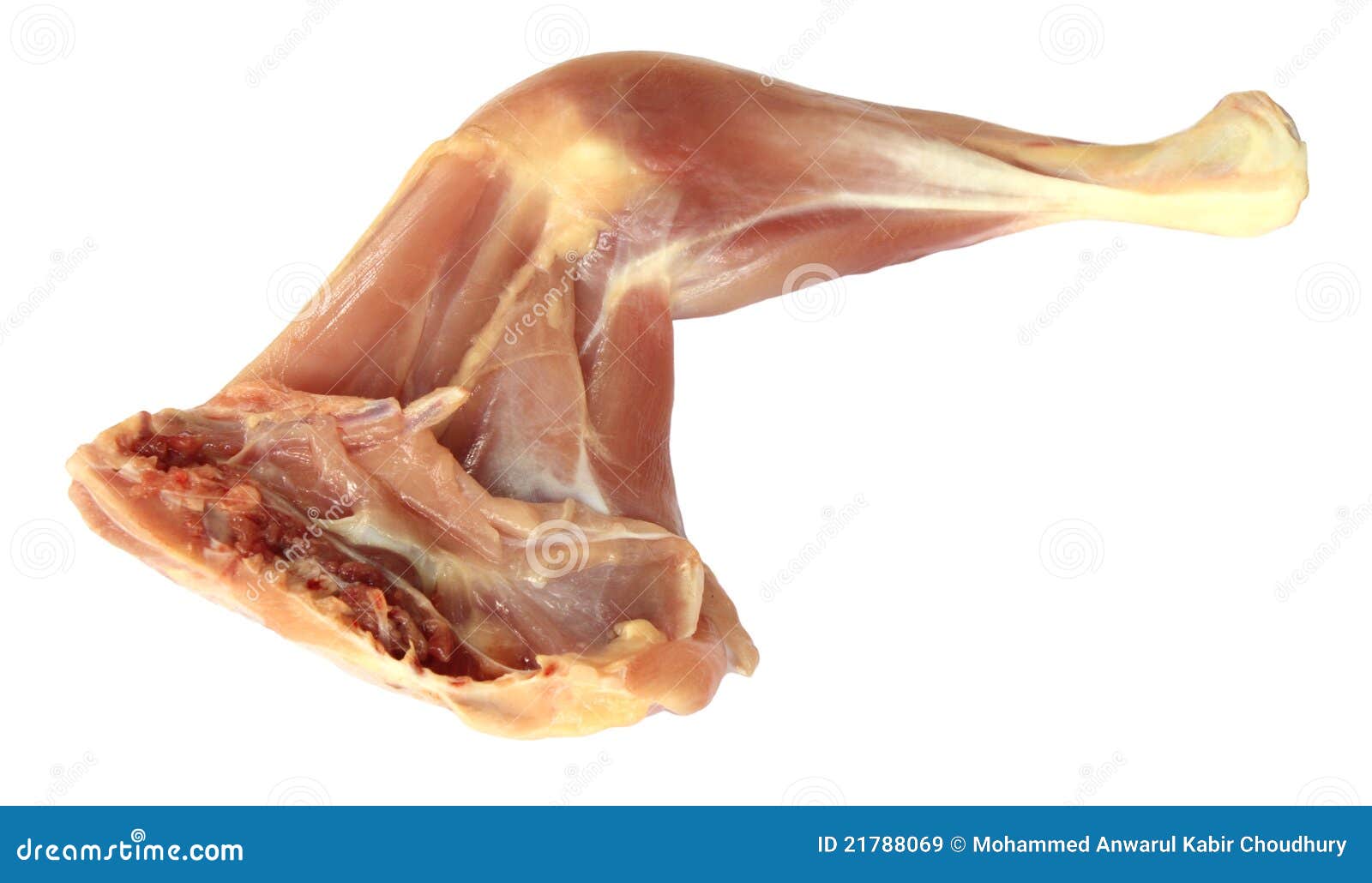 Chicken leg stock image. Image of color, isolated, animal 21788069