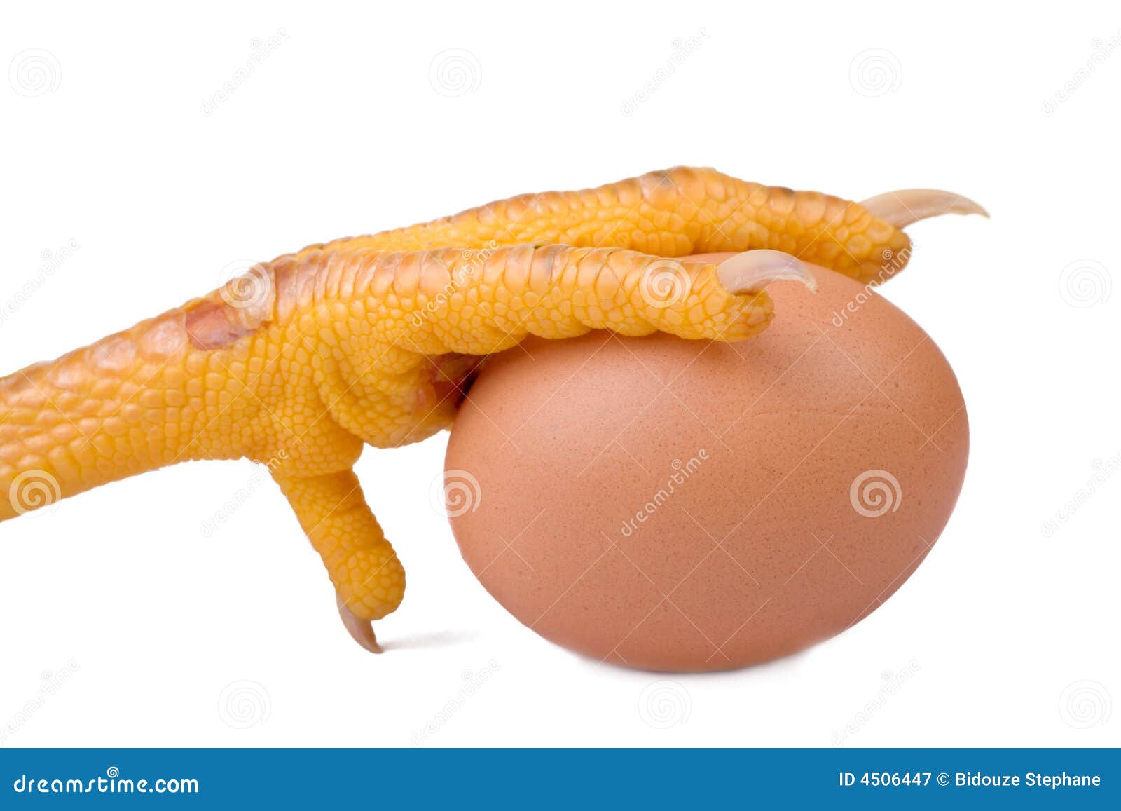 Chicken leg protecting egg stock image. Image of oval 4506447