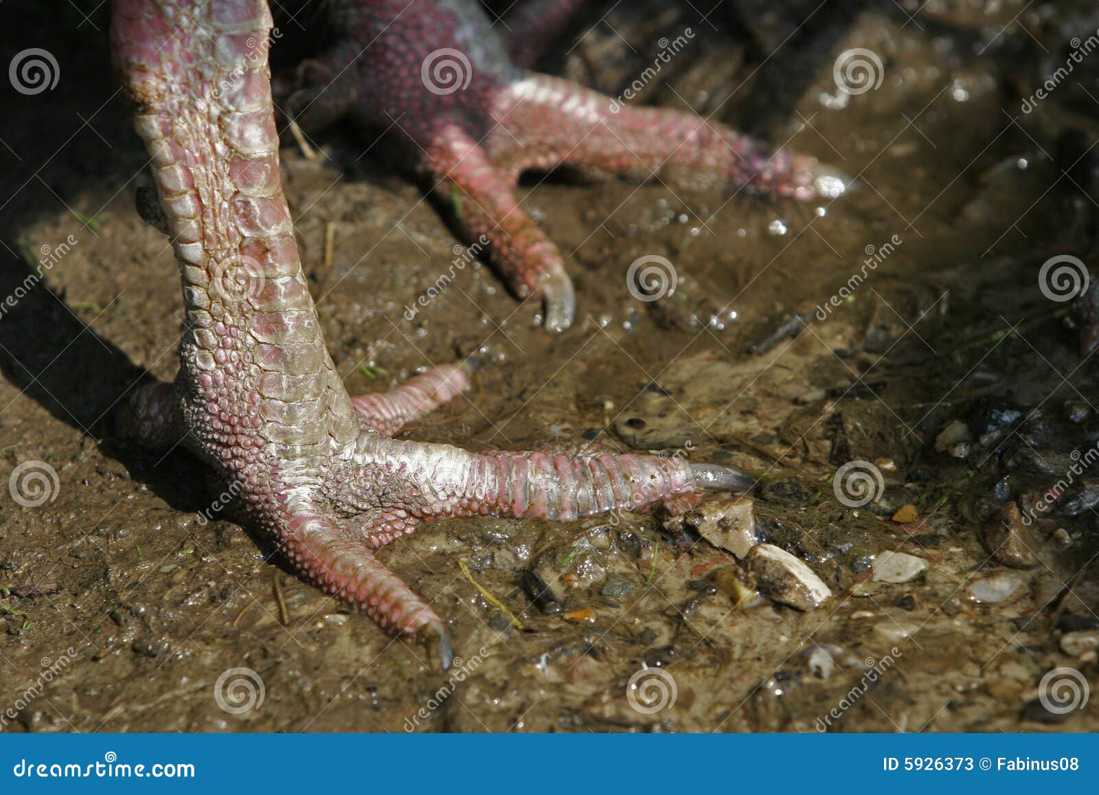 Chicken legs stock image. Image of bird, farm, skin, snake 5926373
