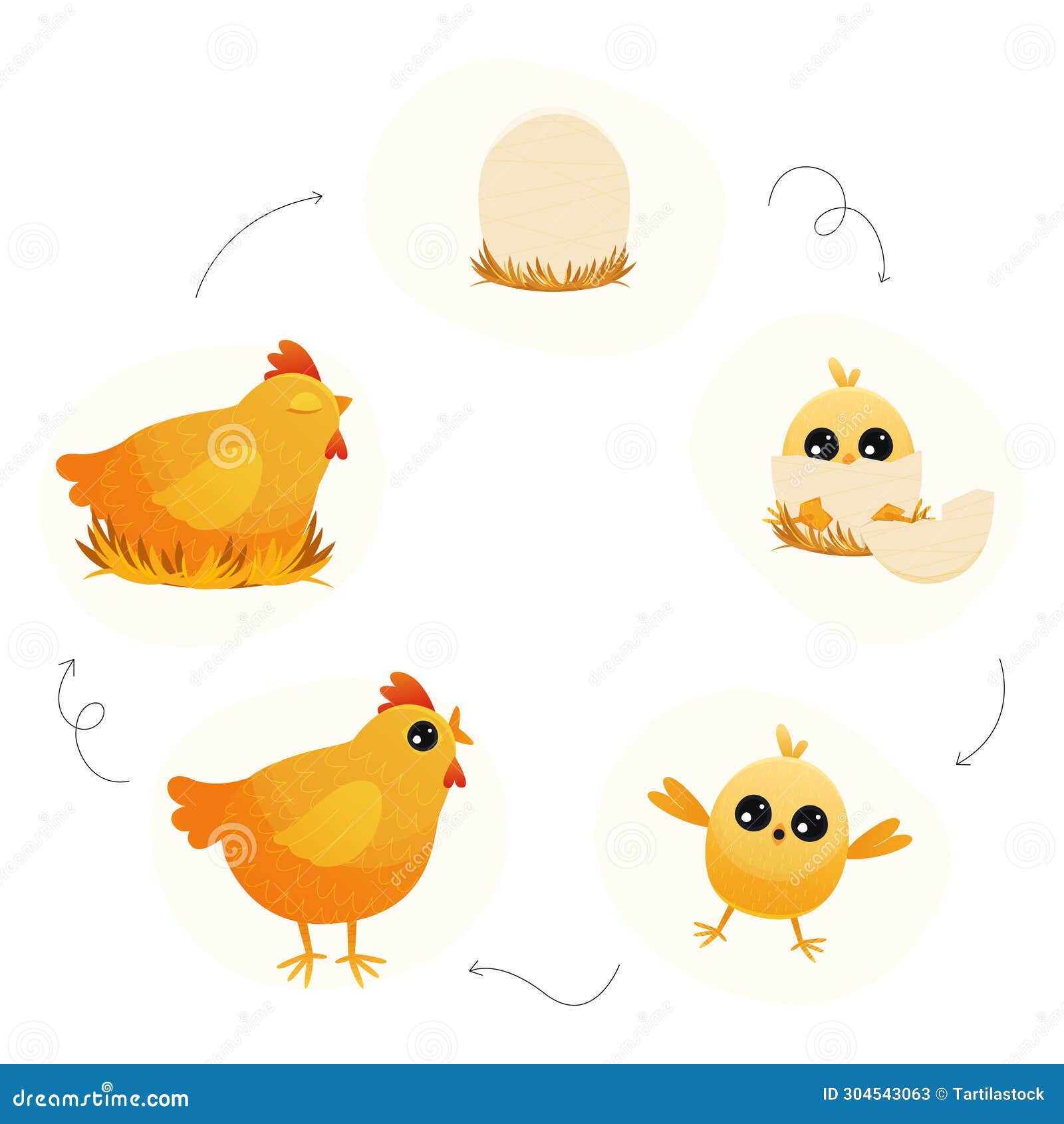 chicken life cycle. cartoon broody hen with chicks and eggs, step by step from egg to adult and back, chicken embryo to