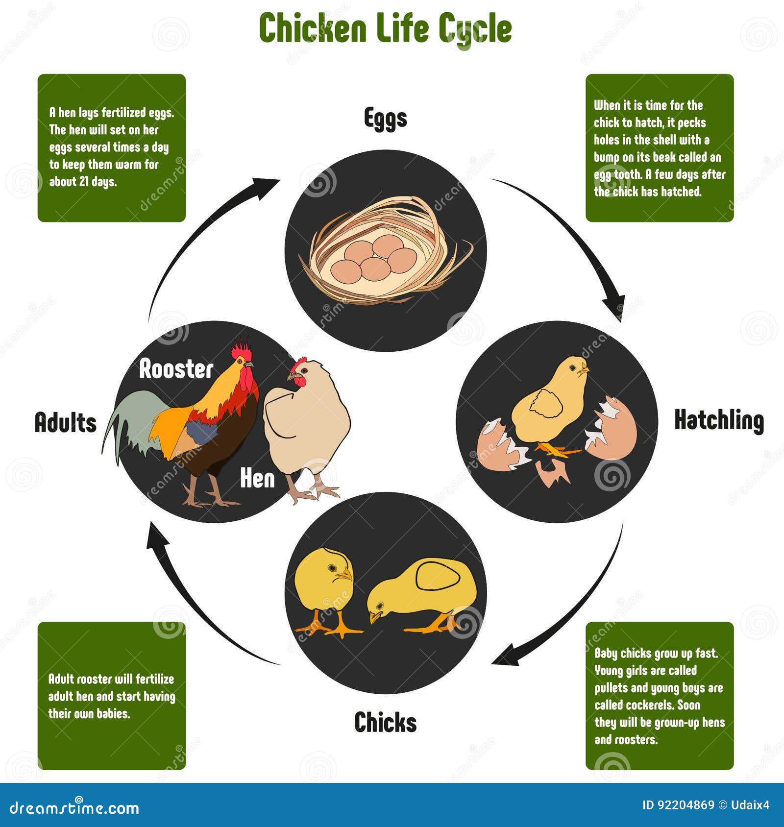 Chicken Chart