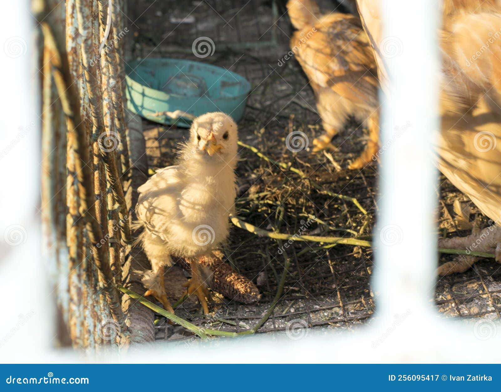 A chicken lives in a cage. stock image. Image of villag 256095417