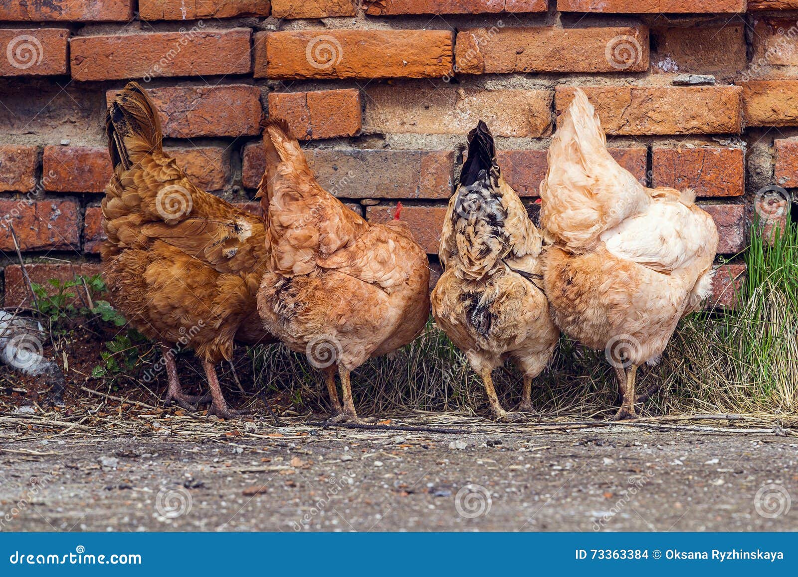 Chicken Looking For Food In The Yard. Stock Photo - Image of farming