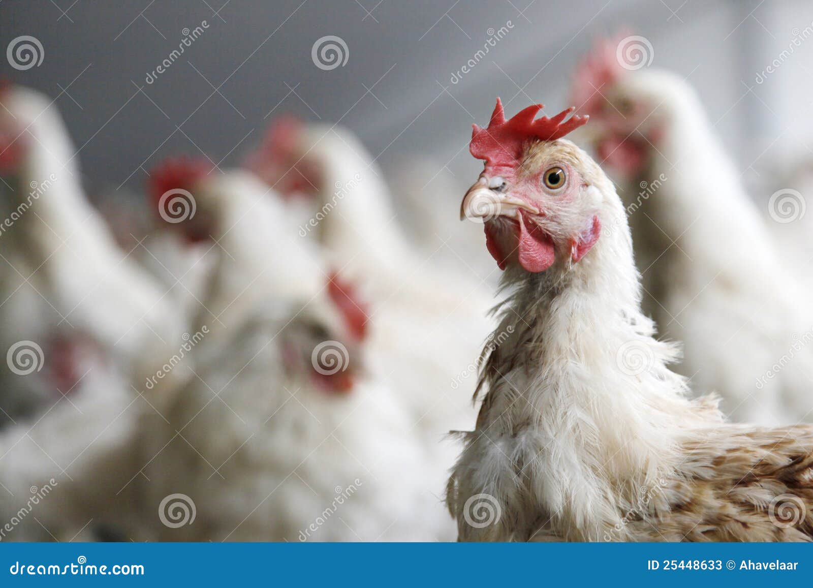 1,105 Chicken Net Stock Photos - Free & Royalty-Free Stock Photos from  Dreamstime