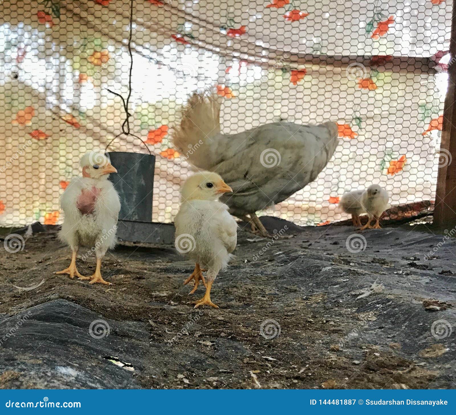 Chicken pox stock image. Image of farm, chicken, travel - 144481887