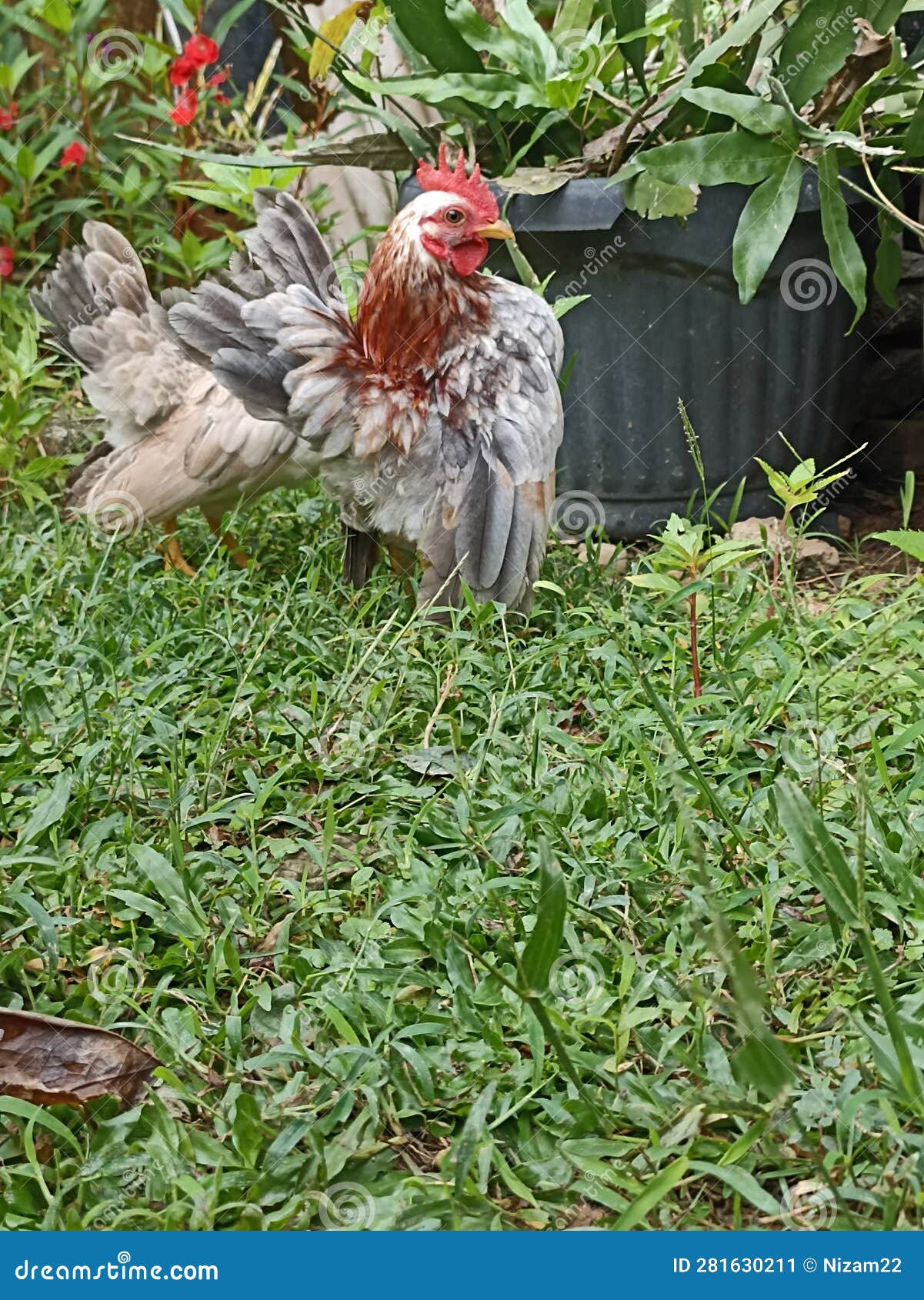 Chicken Rooster Beautiful Good Stock Image Image of rooster, good