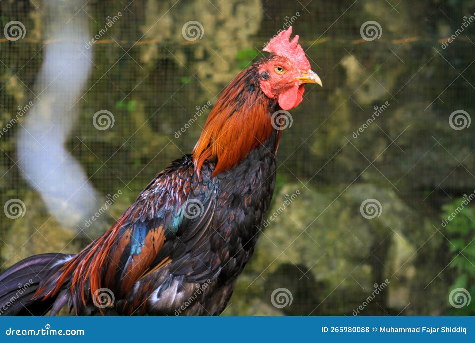 Chicken Rooster Legs stock photo. Image of playing, chin 265980088