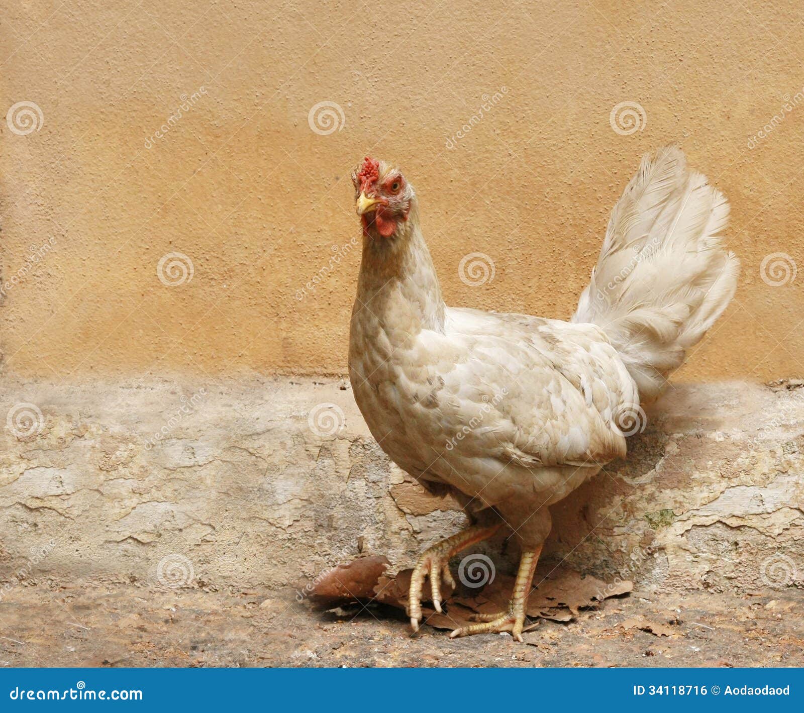 Chicken with ruin wall stock photo. Image of lawn, brown 34118716