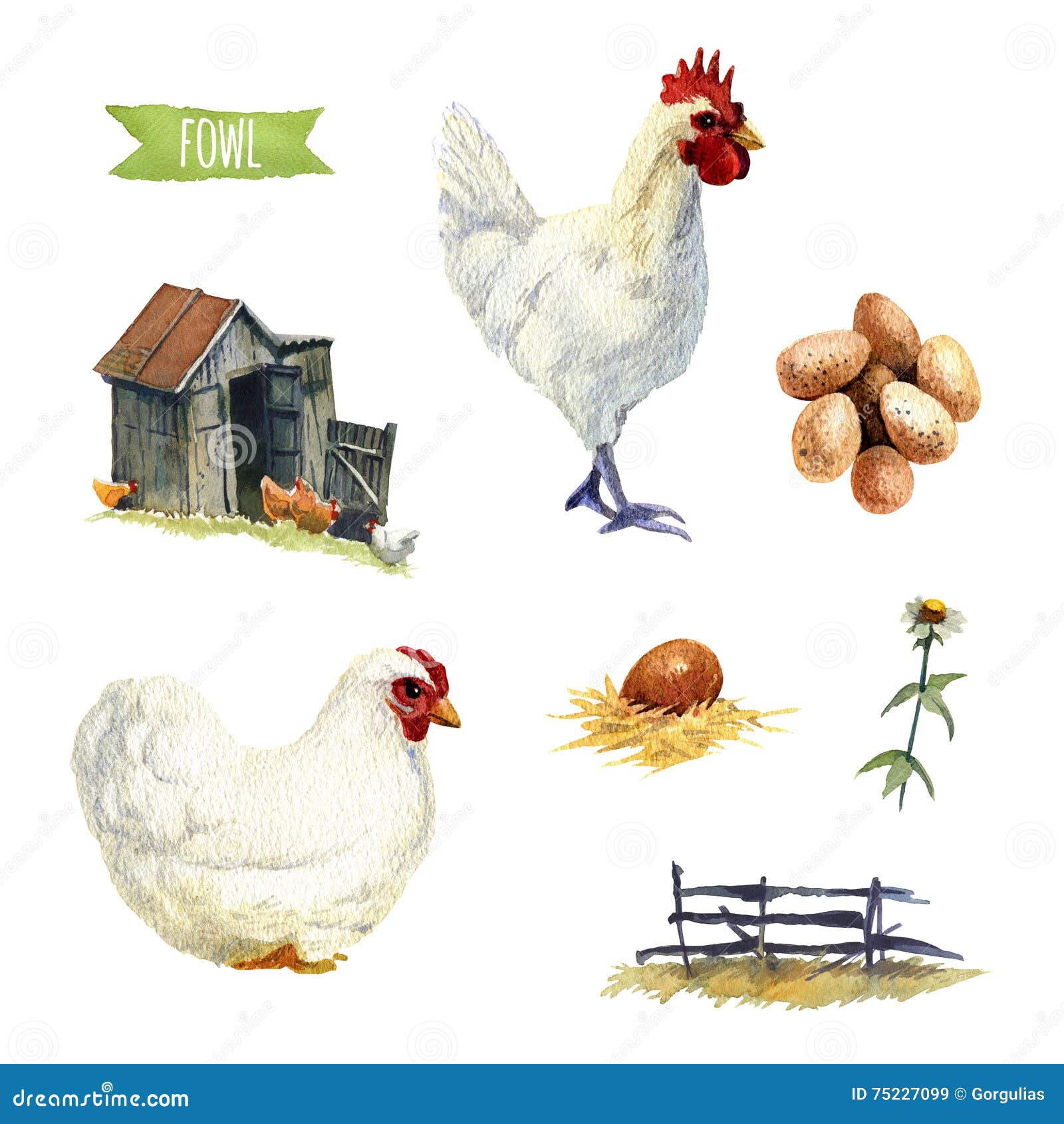 chicken set, clipping paths included