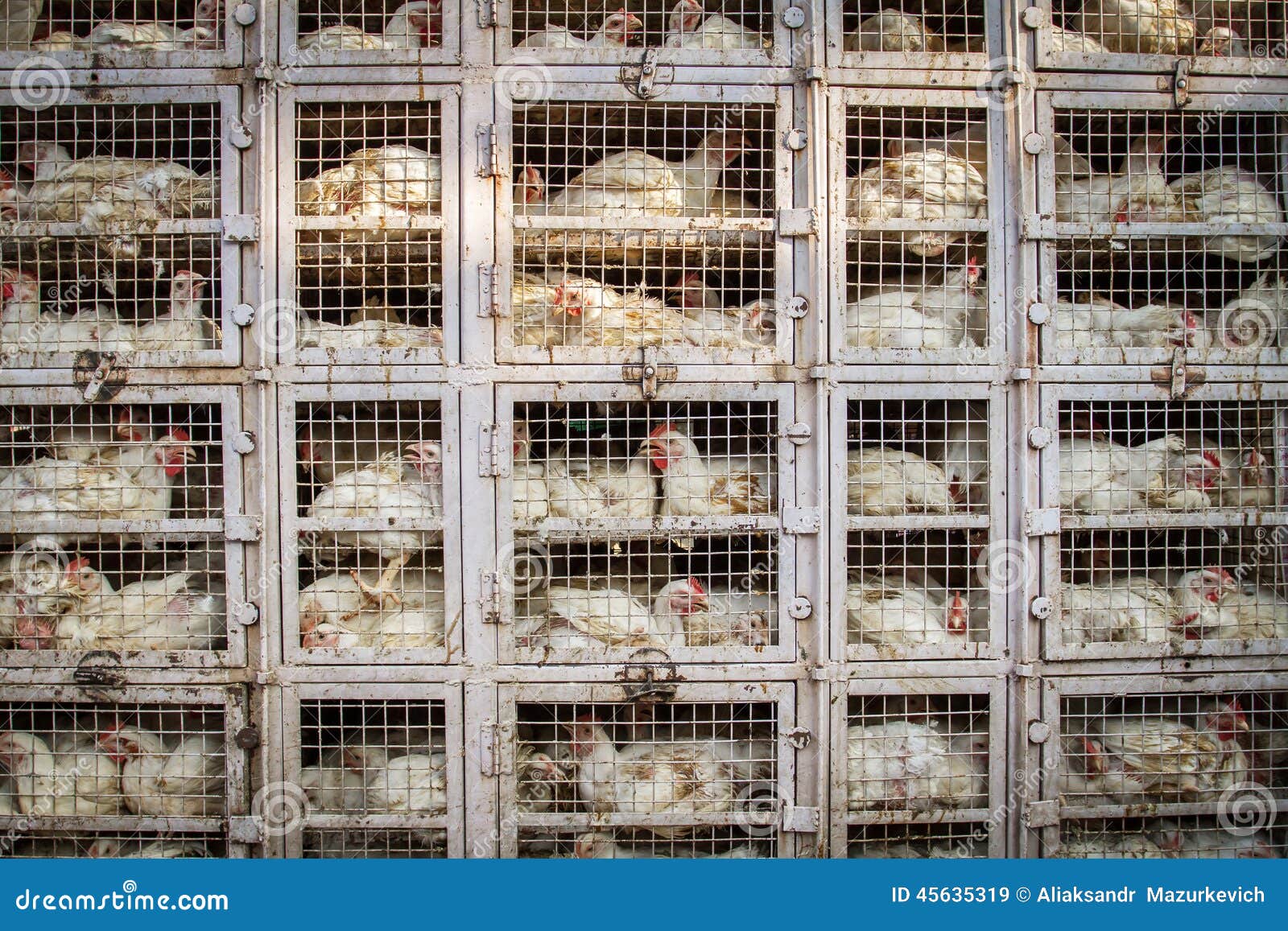 Chicken shop in India stock image. Image of food, production 45635319