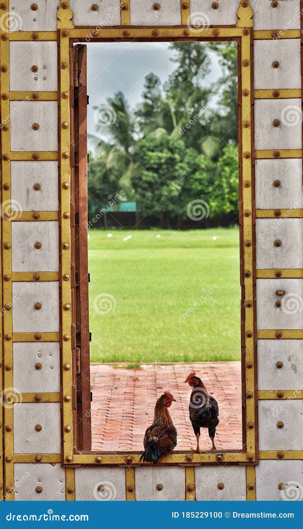Chicken sitting on a gate stock photo. Image of fence 185229100