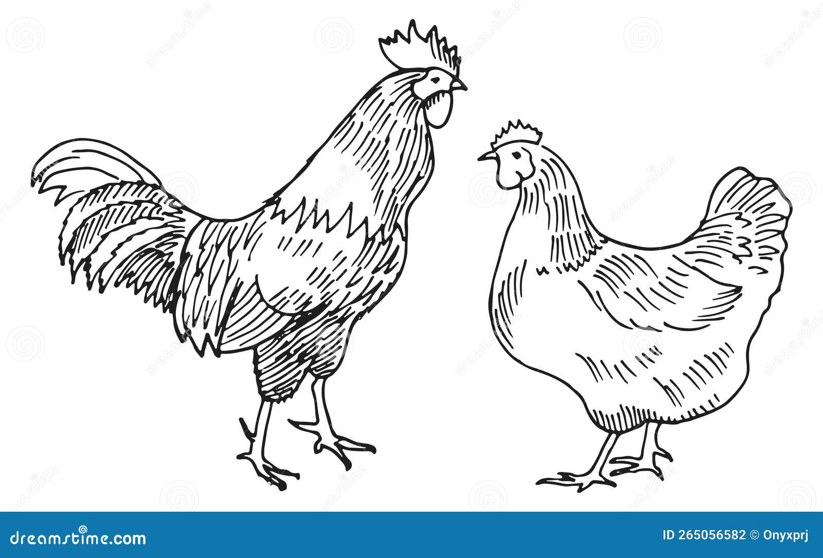 Drawing of rooster and hen. Sketch of adult male chicken, black and white  illustration Stock Photo - Alamy