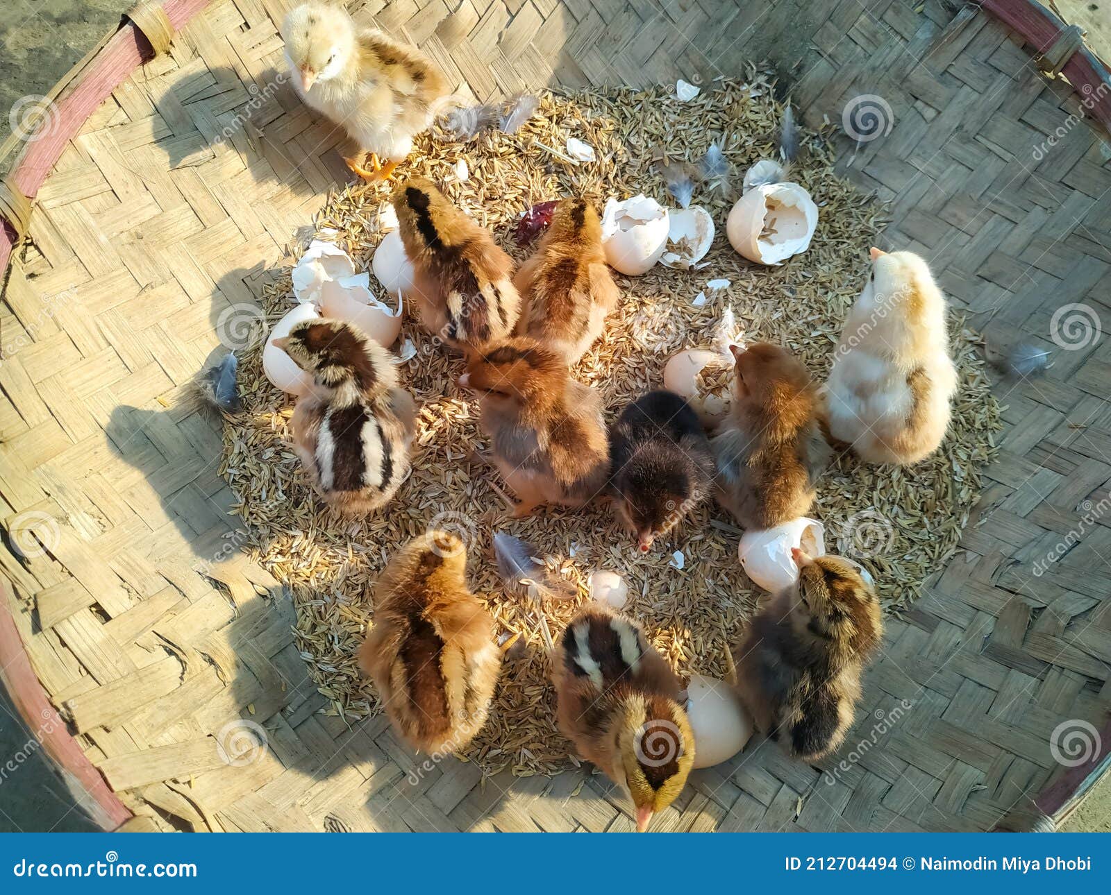 Chicken with Small Chickens in a Hay in the Basket Stock Photo Image of chicken, chickens