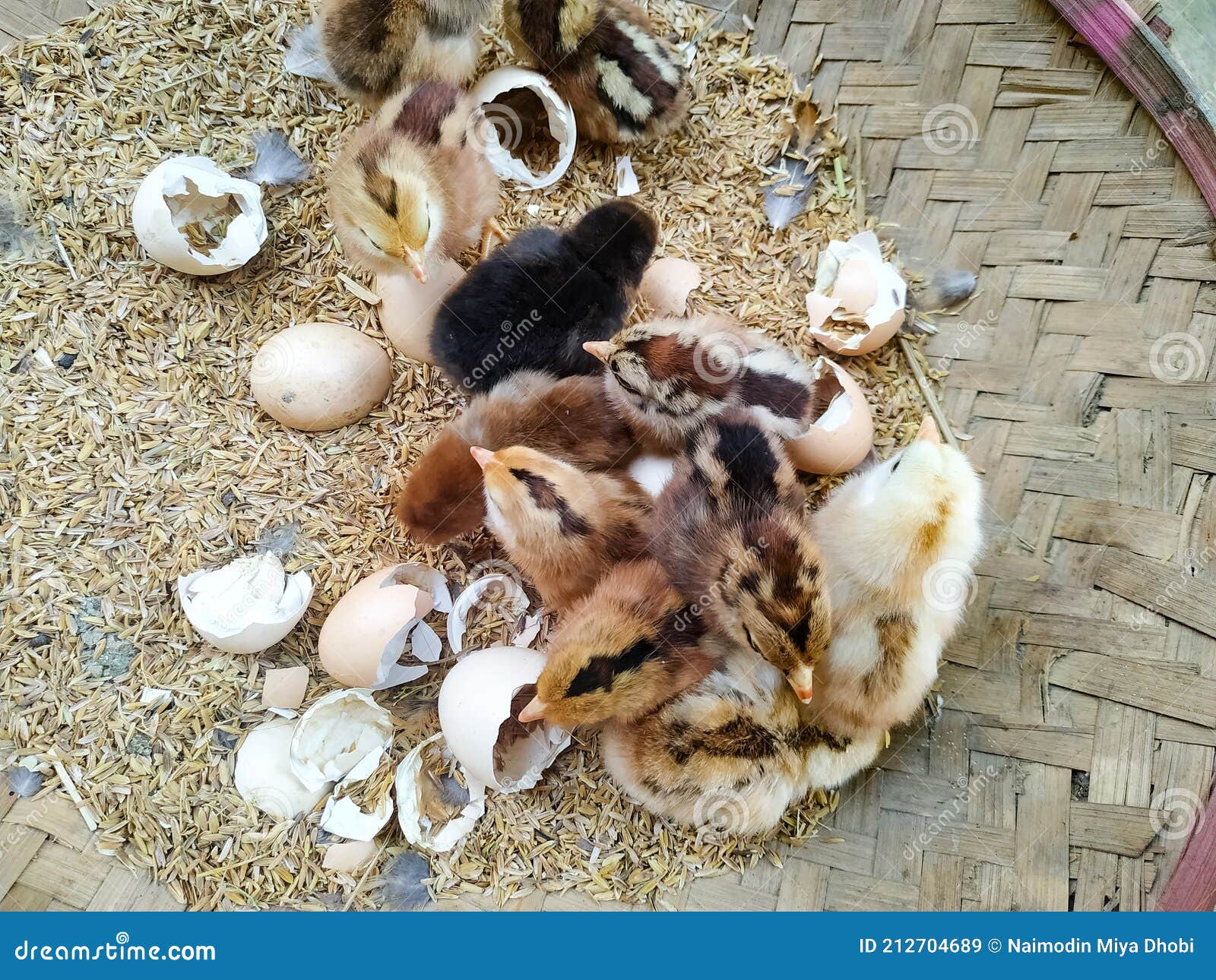 Chicken with Small Chickens in a Hay in the Basket Stock Image Image of basket, chickens