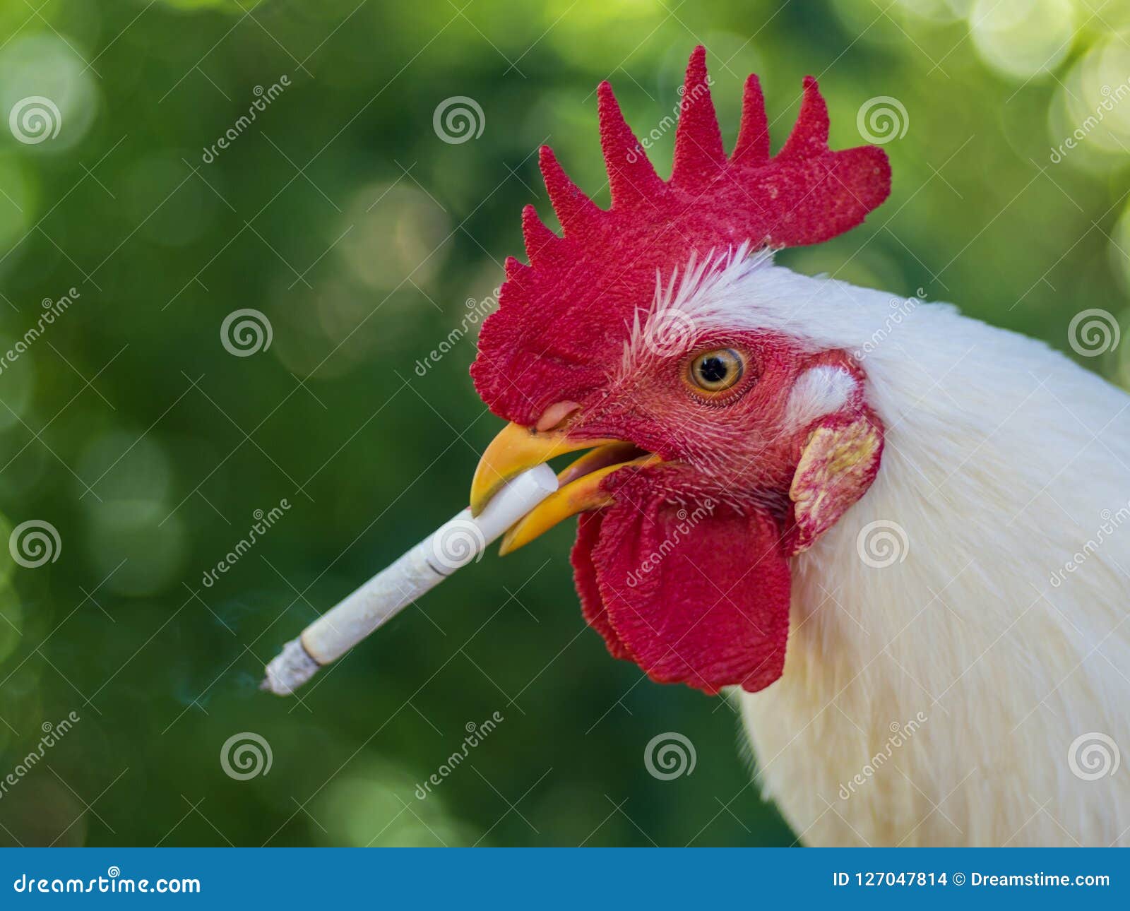A Chicken Smoking a Cigarette Stock Photo Image of alive, natural 127047814