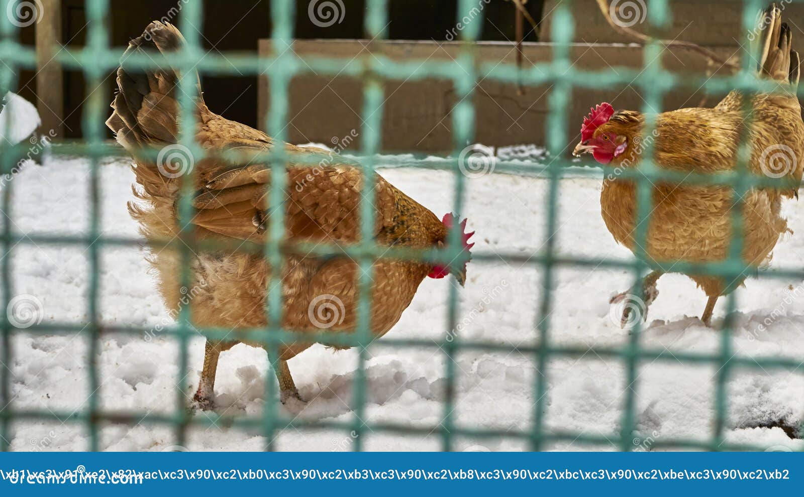 Chicken in the Snow in the Chicken Coop Stock Photo Image of range