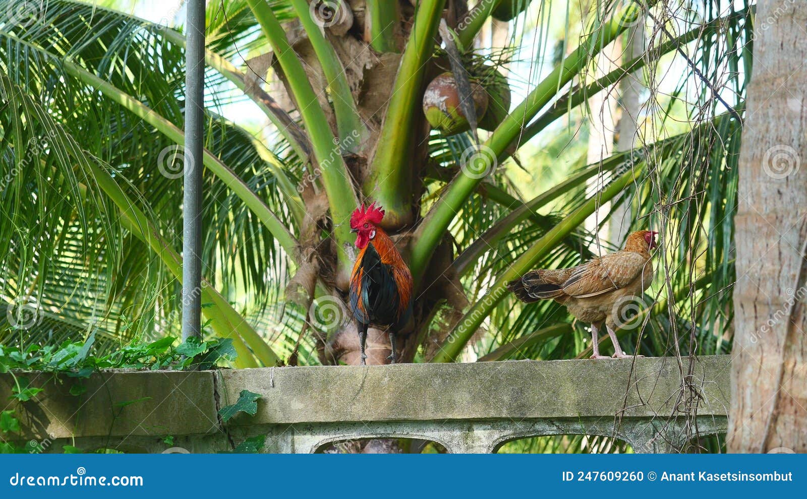 chicken standing on concretÃ Â¸Â³ wall with coconut palm tree in background