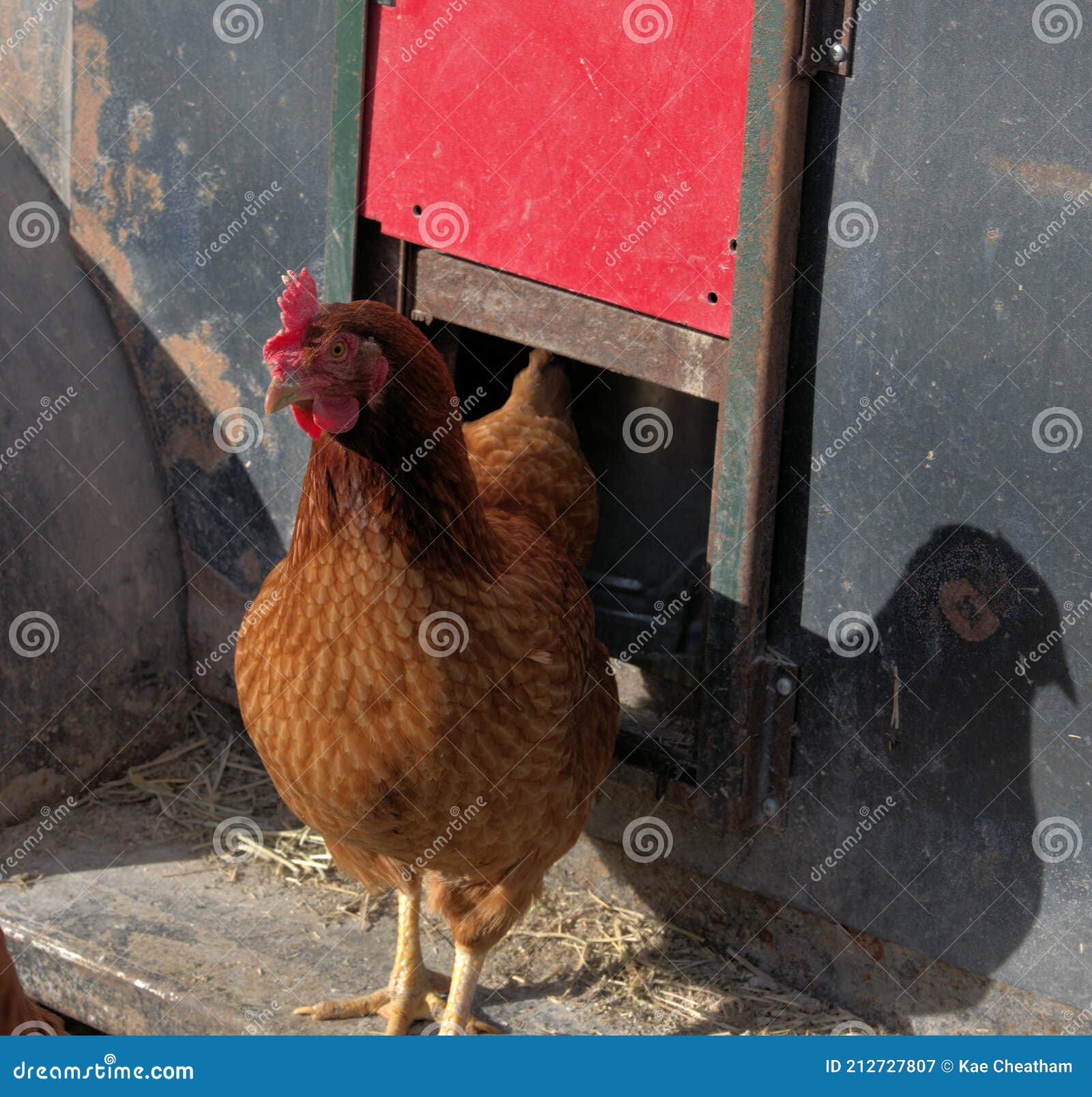 Chicken in sunlight stock image. Image of sunlight, comb 212727807