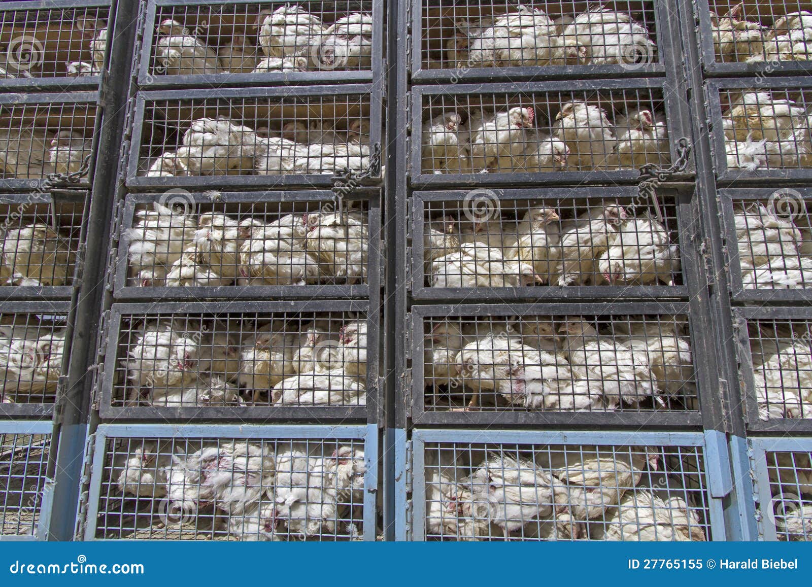 Chicken Transport In Ladakh India Royalty Free Stock Chicken Transport In Ladakh India Royalty Free Stock