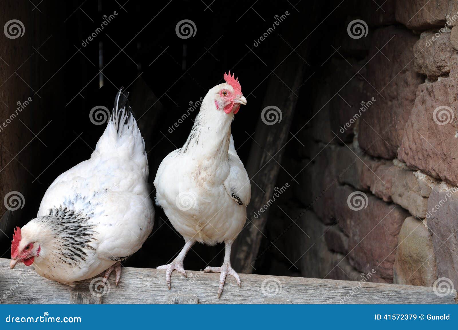 Door Hun Of Door Hen Chicken stock image. Image of environment, pride, house - 41572379
