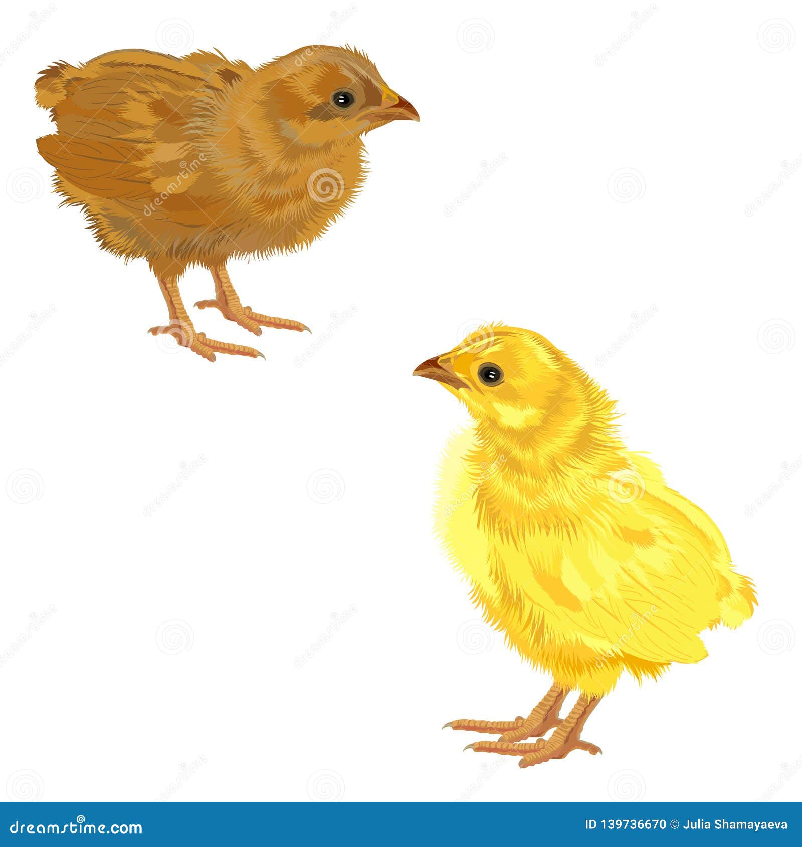 Chicken. Vector Illustration. Stock Vector - Illustration of happy