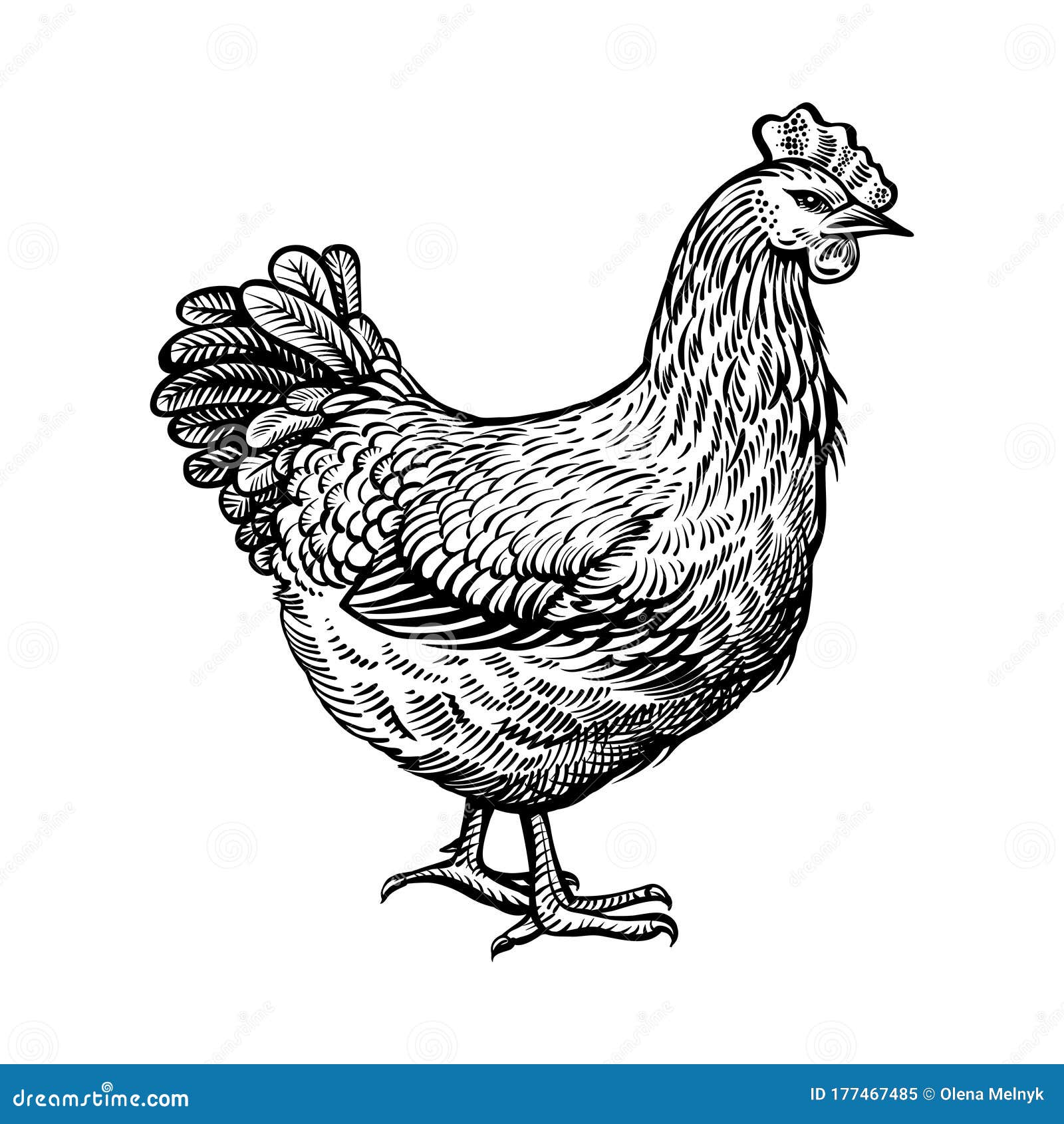 Hand drawn farm chicken Doodle sketch style Drawing line simple chicken  icon Isolated vector illustration Stock Vector Image  Art  Alamy