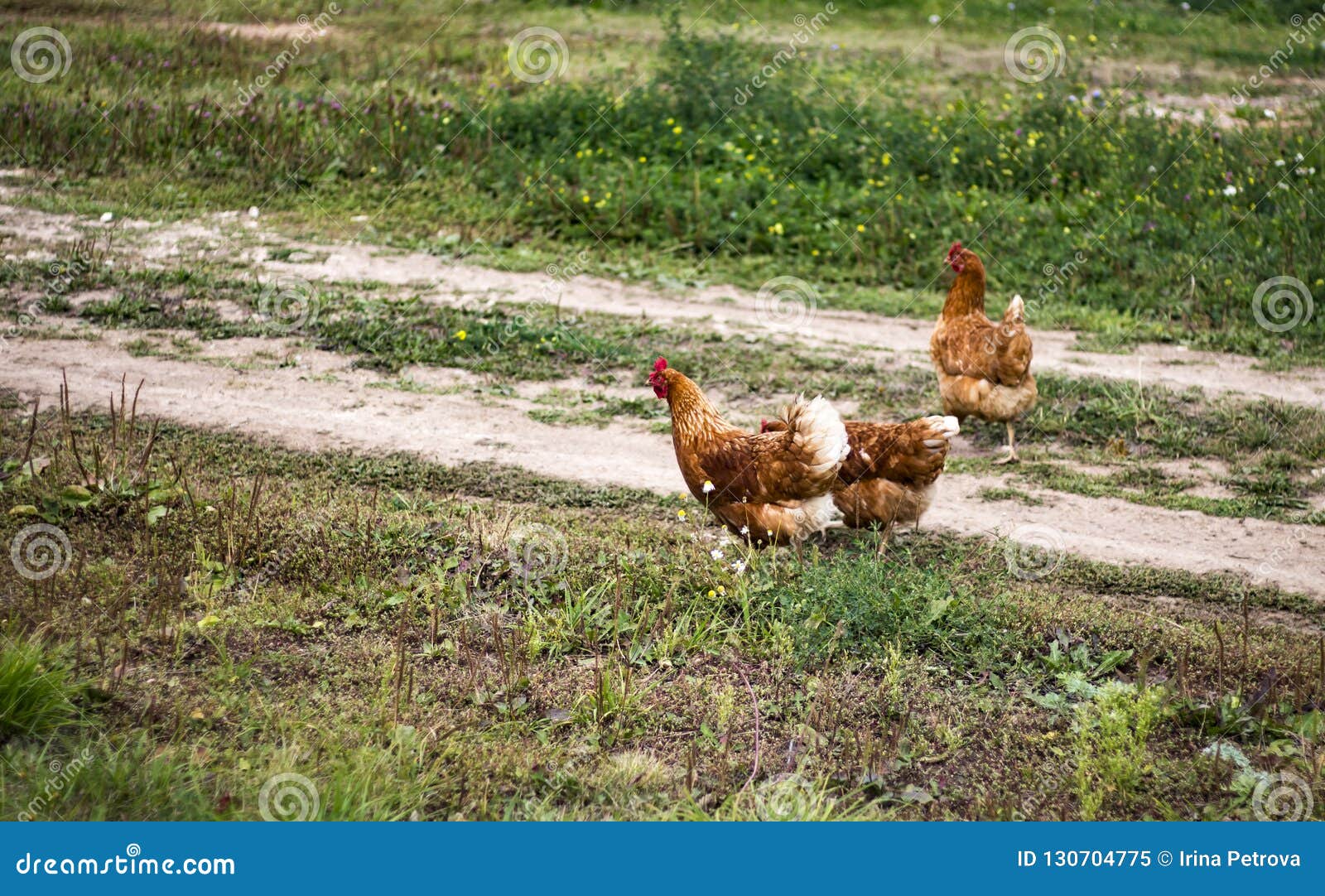 Chicken walk on the road stock image. Image of outdoor 130704775