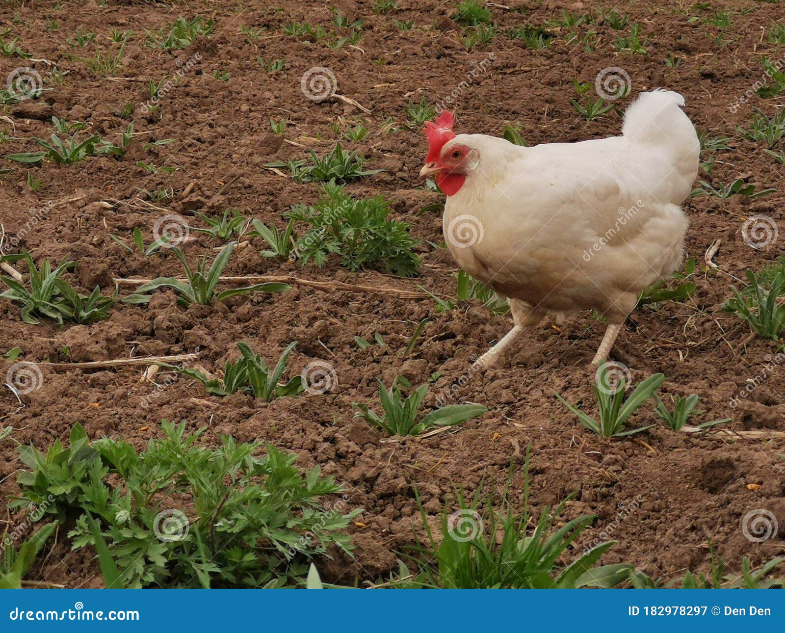 A Chicken Walks on the Ground. Stock Image Image of chicken, ferm