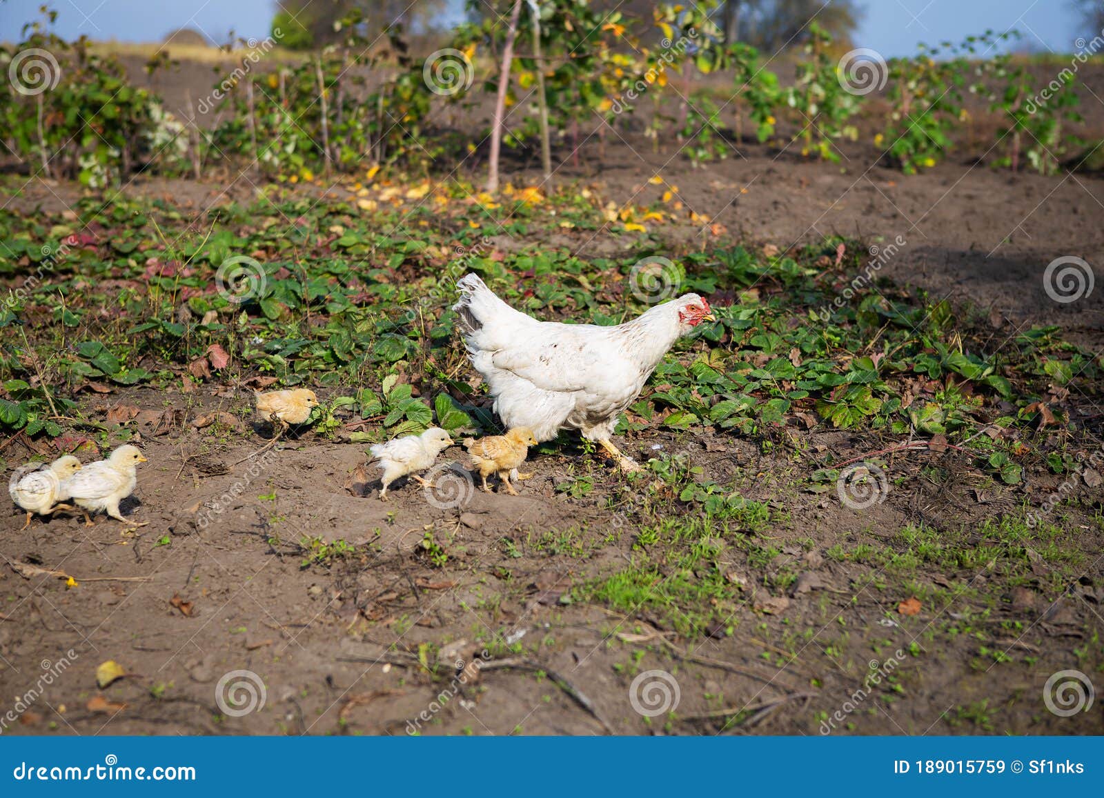 Chicken Walks with Little Chickens in the Garden Stock Image Image of