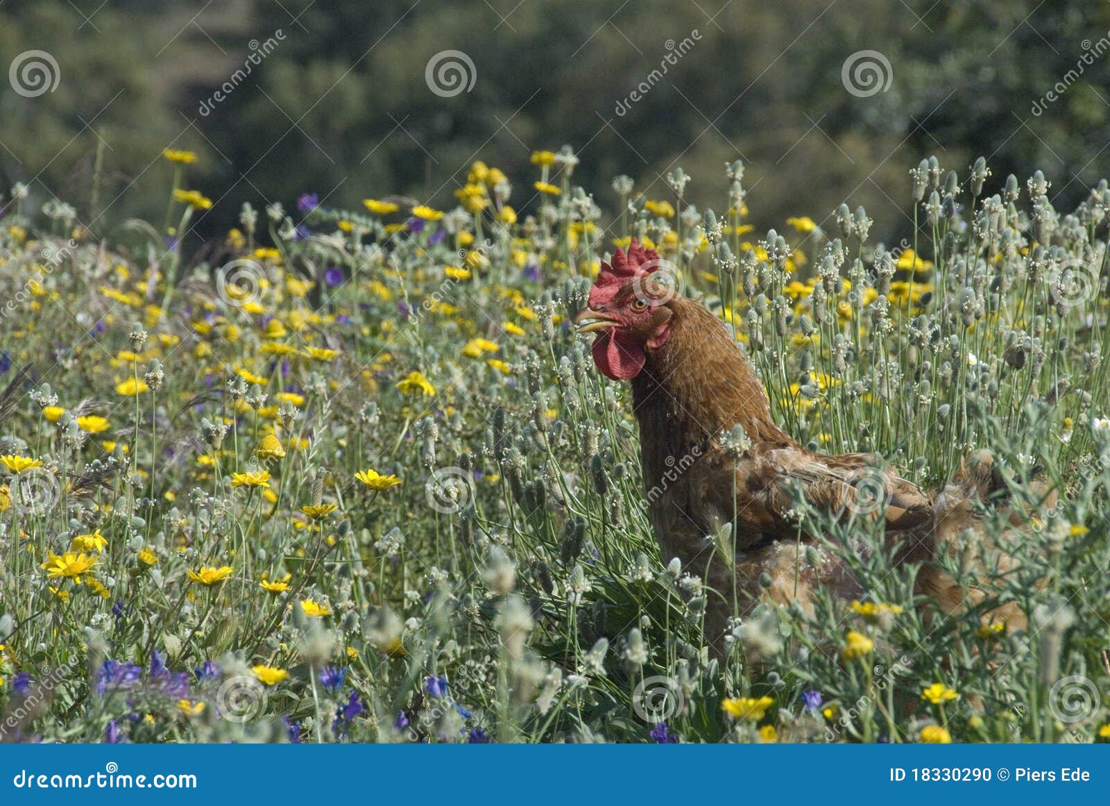 Chicken in wildflowers stock photo. Image of closeup 18330290