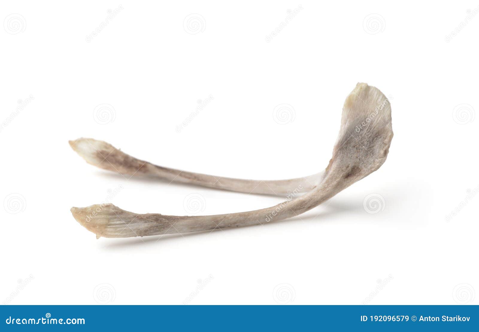 Chicken wishbone stock image. Image of hope, lucky, fortune 192096579