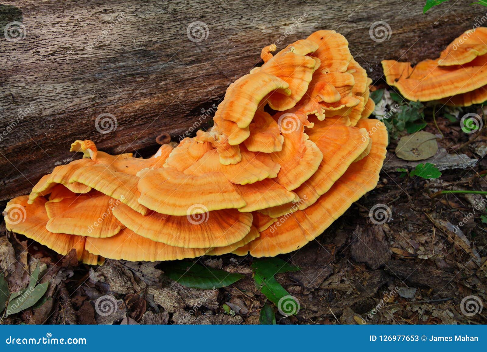 chicken of the woods laetiporus sulphureus growing on a hardwood stump in the forest. this wild foraged edible mushroom is con